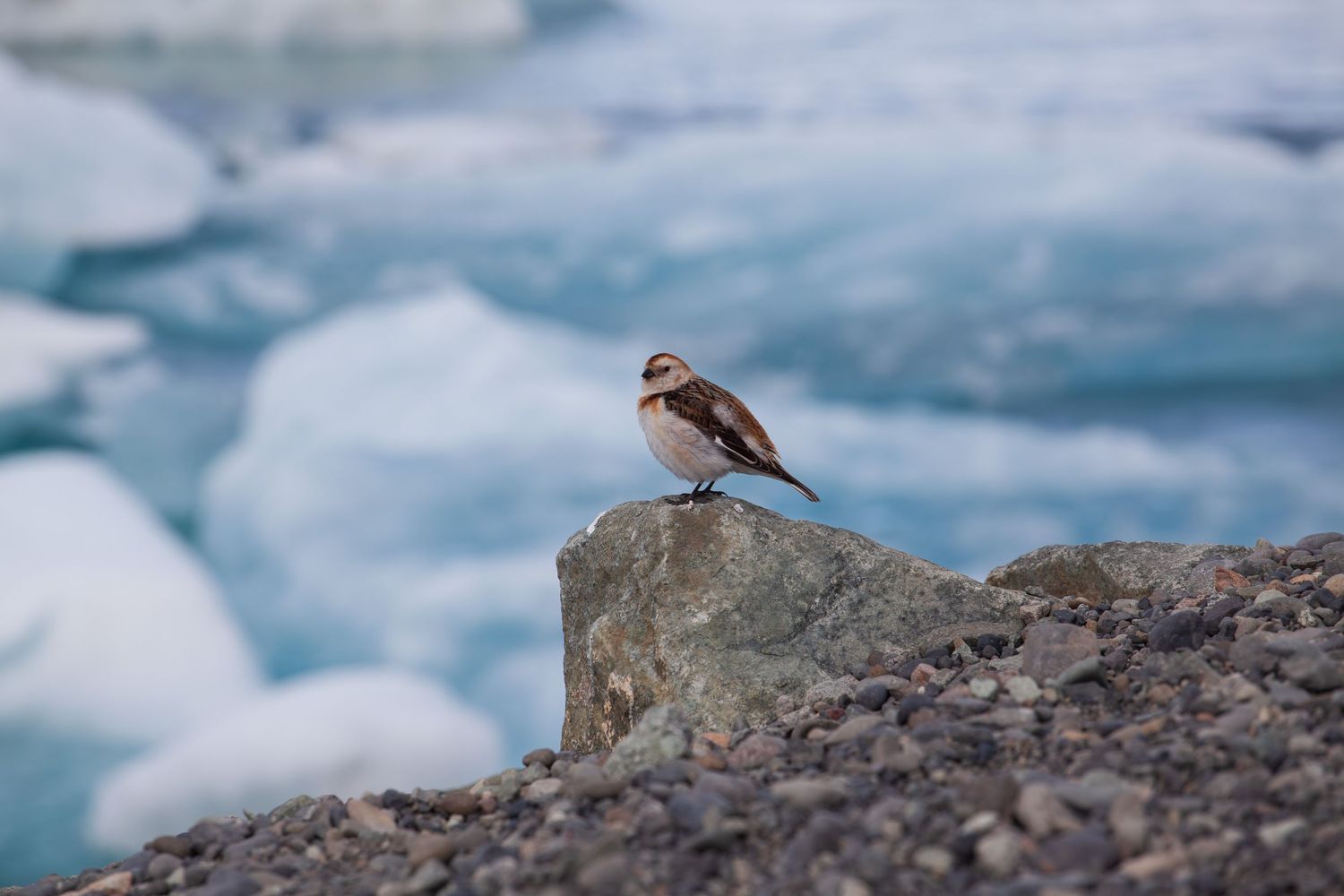 Small bird perched on rocky outcrop near glacial ice formations.