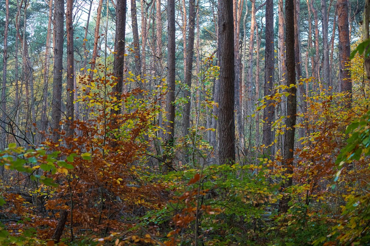 Autumn forest scene with tall pine trees and colorful fall foliage in the understory.