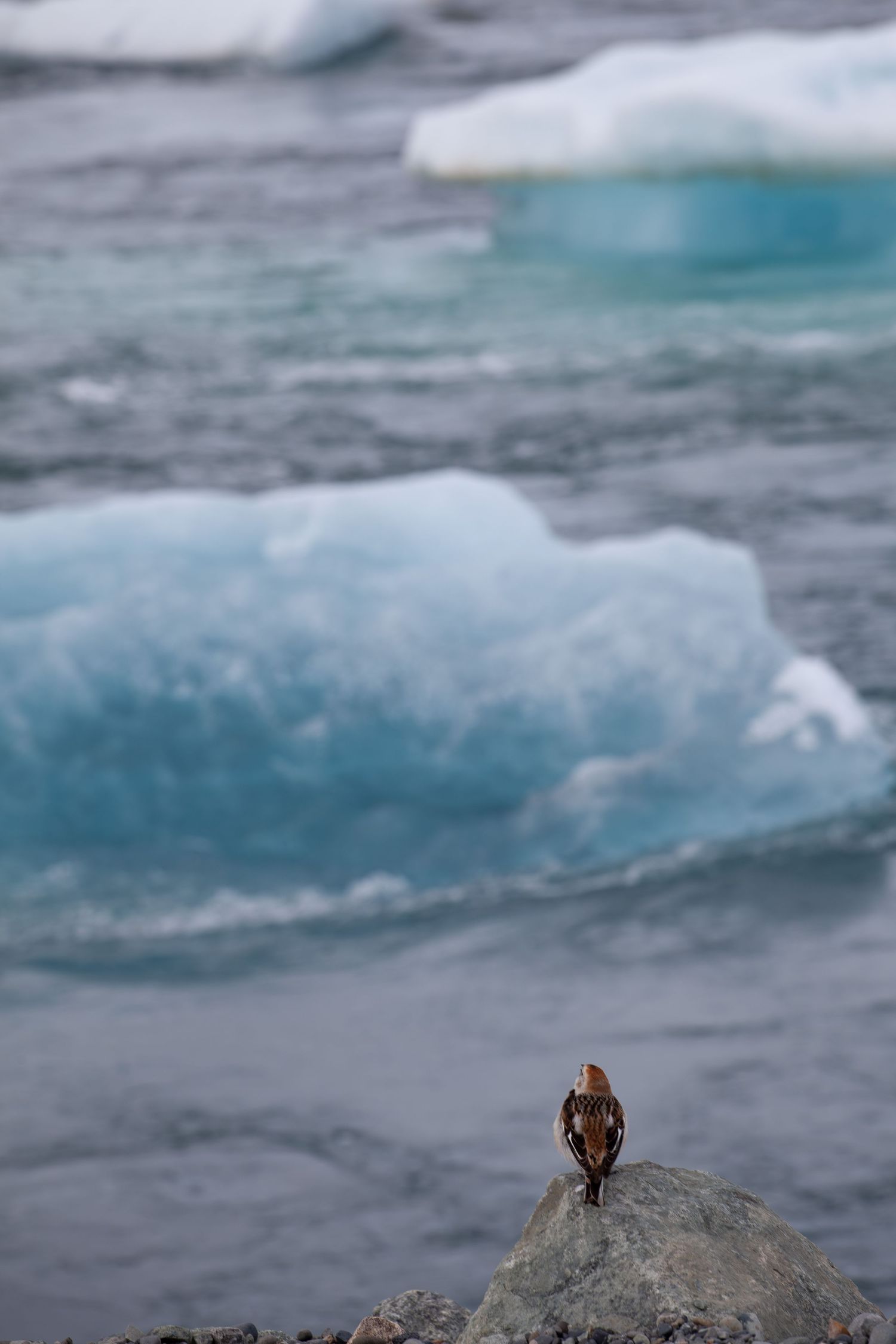 Small bird perched on a rock with blue glacial ice and water in the background.