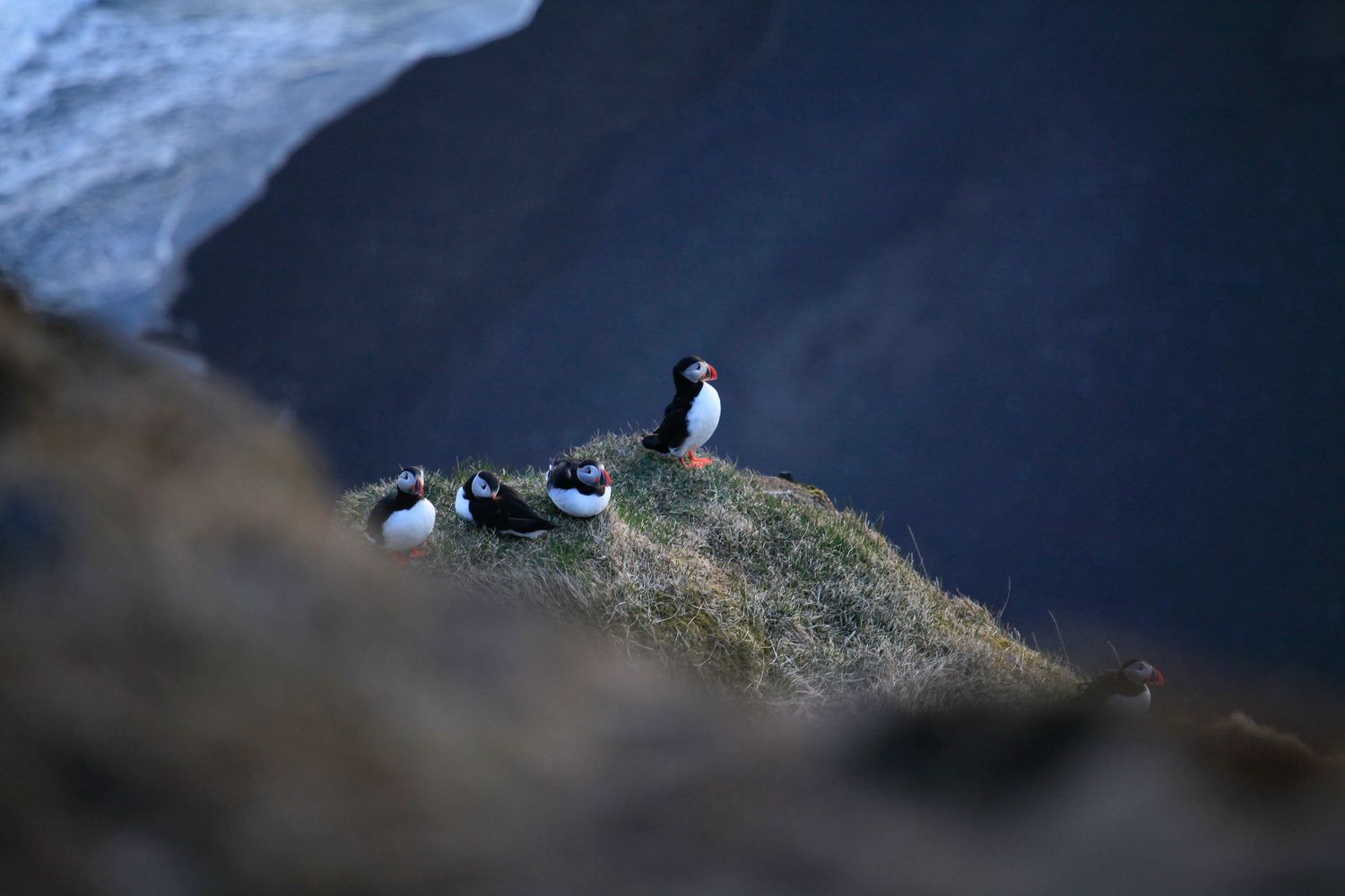 Puffins resting on a grassy cliff overlooking a dark ocean.
