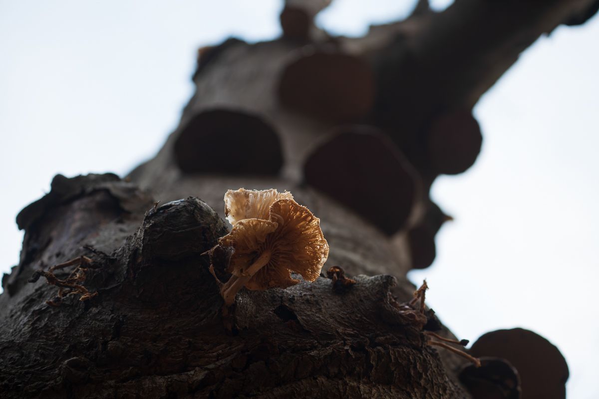 Macro shot of a tiny brown mushroom emerging from dark tree bark.