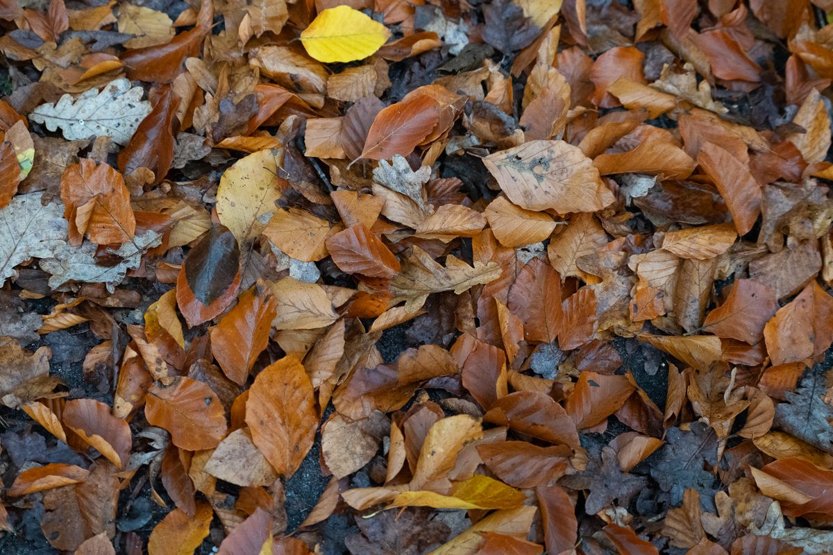 Fallen autumn leaves in various shades of brown and yellow covering the ground.
