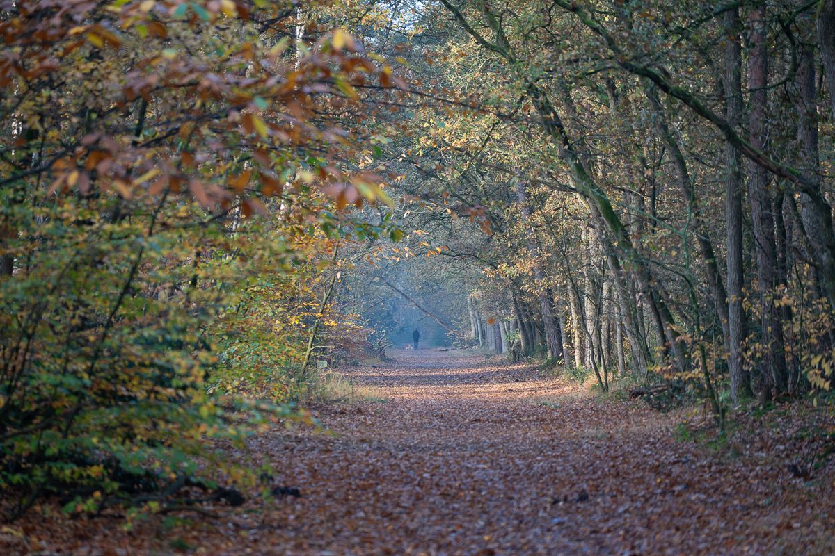 Autumn forest path covered in fallen leaves creates a natural tunnel through the trees.