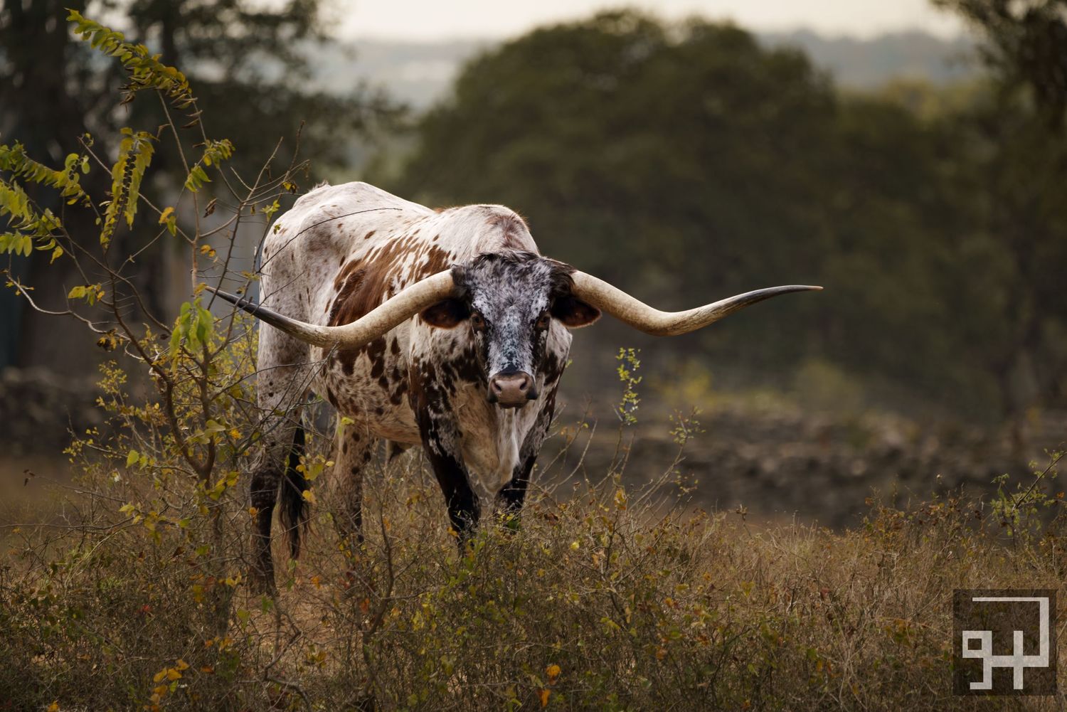 Texas longhorn standing on a rural ranch in Central Texas, captured in natural light by a Seguin TX photographer at Grain n Glass