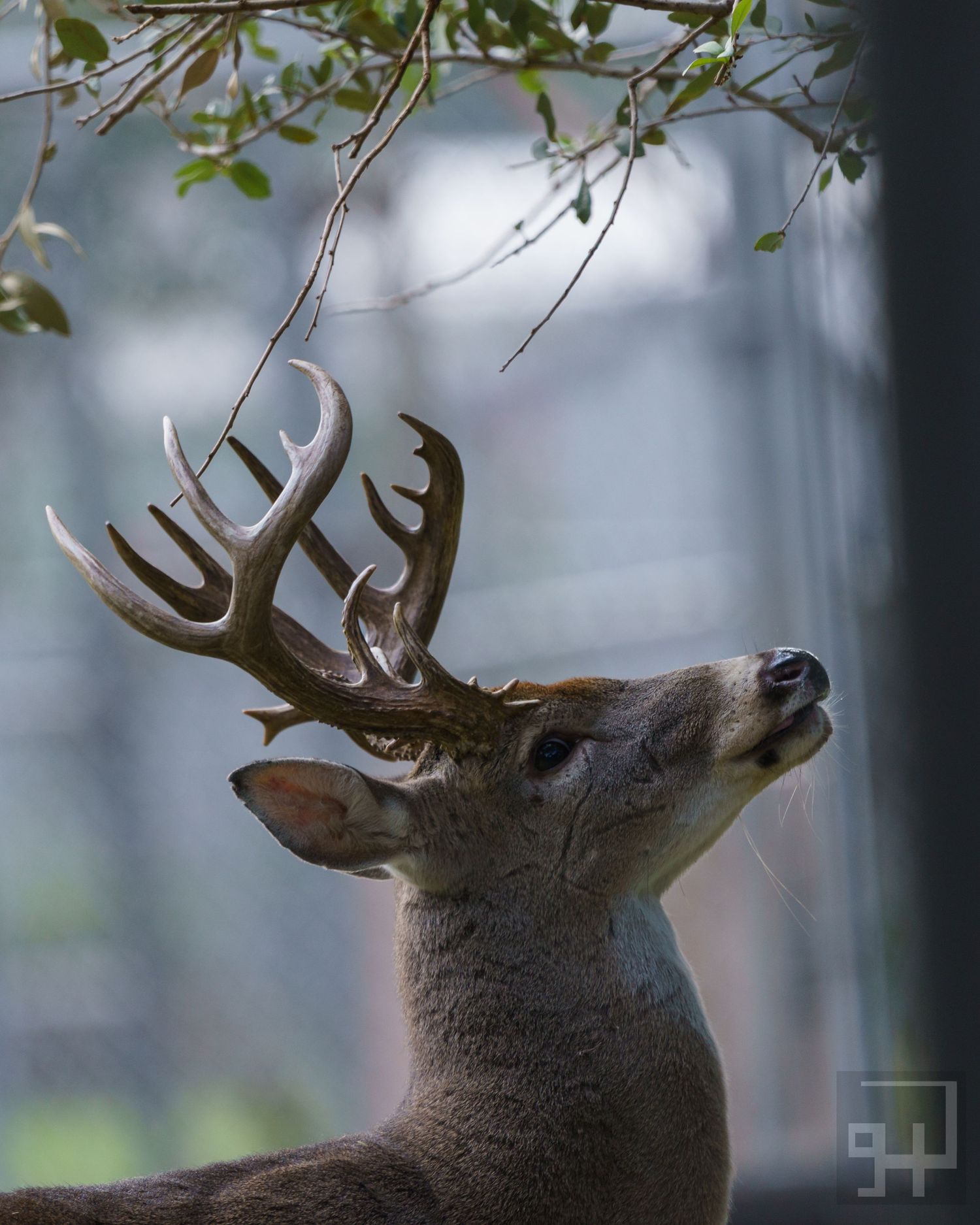 A majestic buck with large antlers sniffs tree branches in a misty forest setting. captured by a Seguin TX photographer at Grain n glass