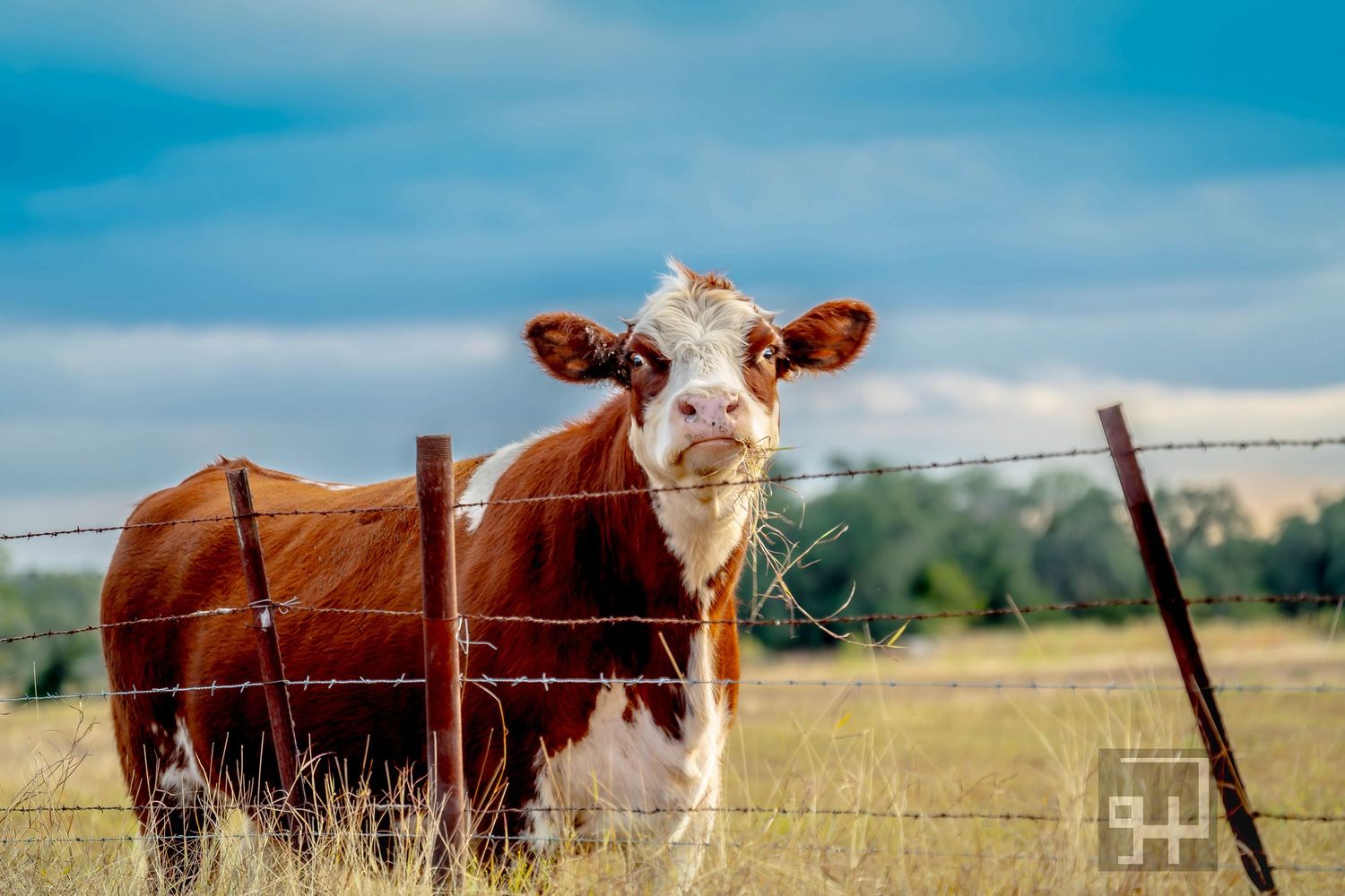Brown and white cow grazing in a green pasture with blue sky and mountains in the background. captured by a Seguin TX photographer
