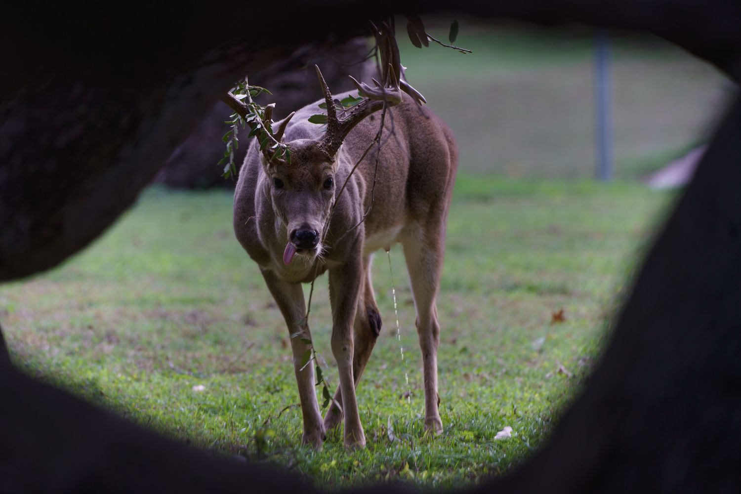 20pt deer sticking tongue out horns wrapped in vines. Captured by a Seguin photographer at grain n glass