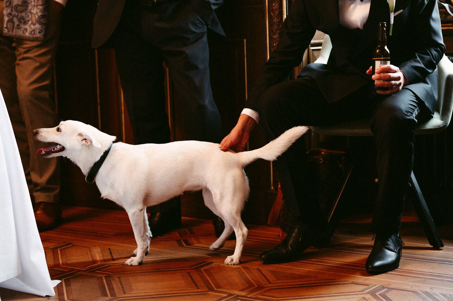 Hochzeitsfotografie Zürich Hund auf der Hochzeitsfeier