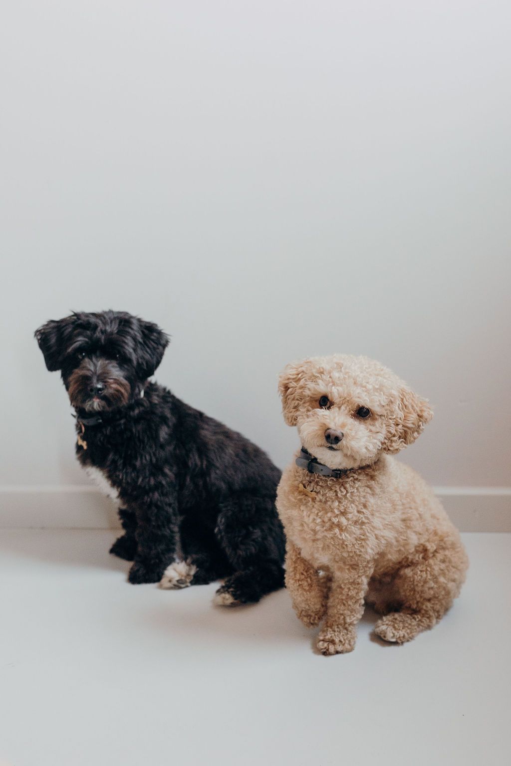 Zwei Hunde Emmie und Winston