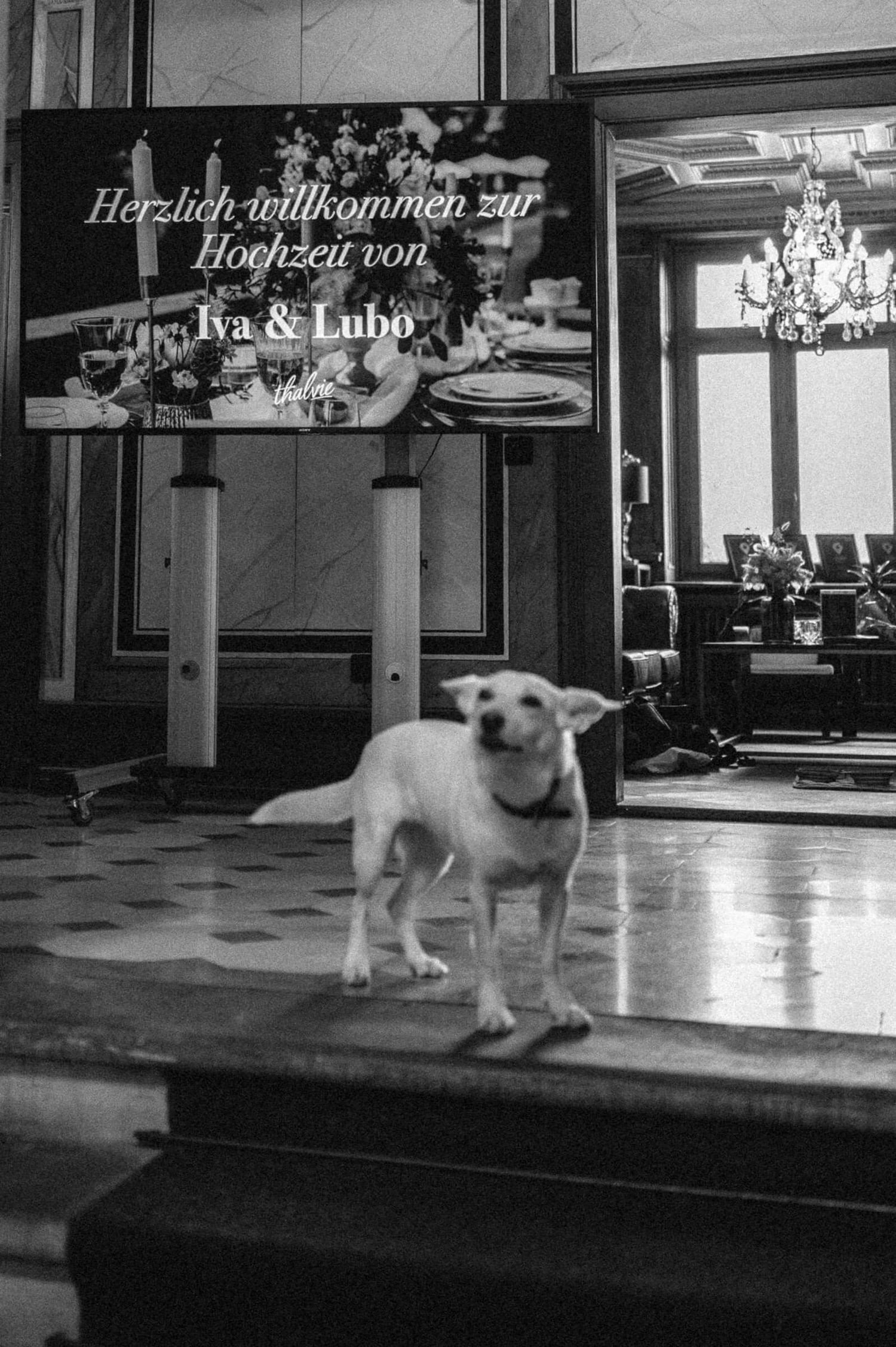 Hochzeitsfotografie Zürich Hund