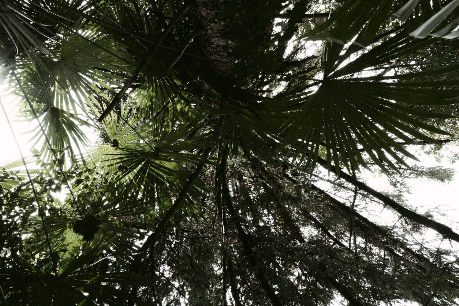 Hochzeitsfotografie Italien Palmen