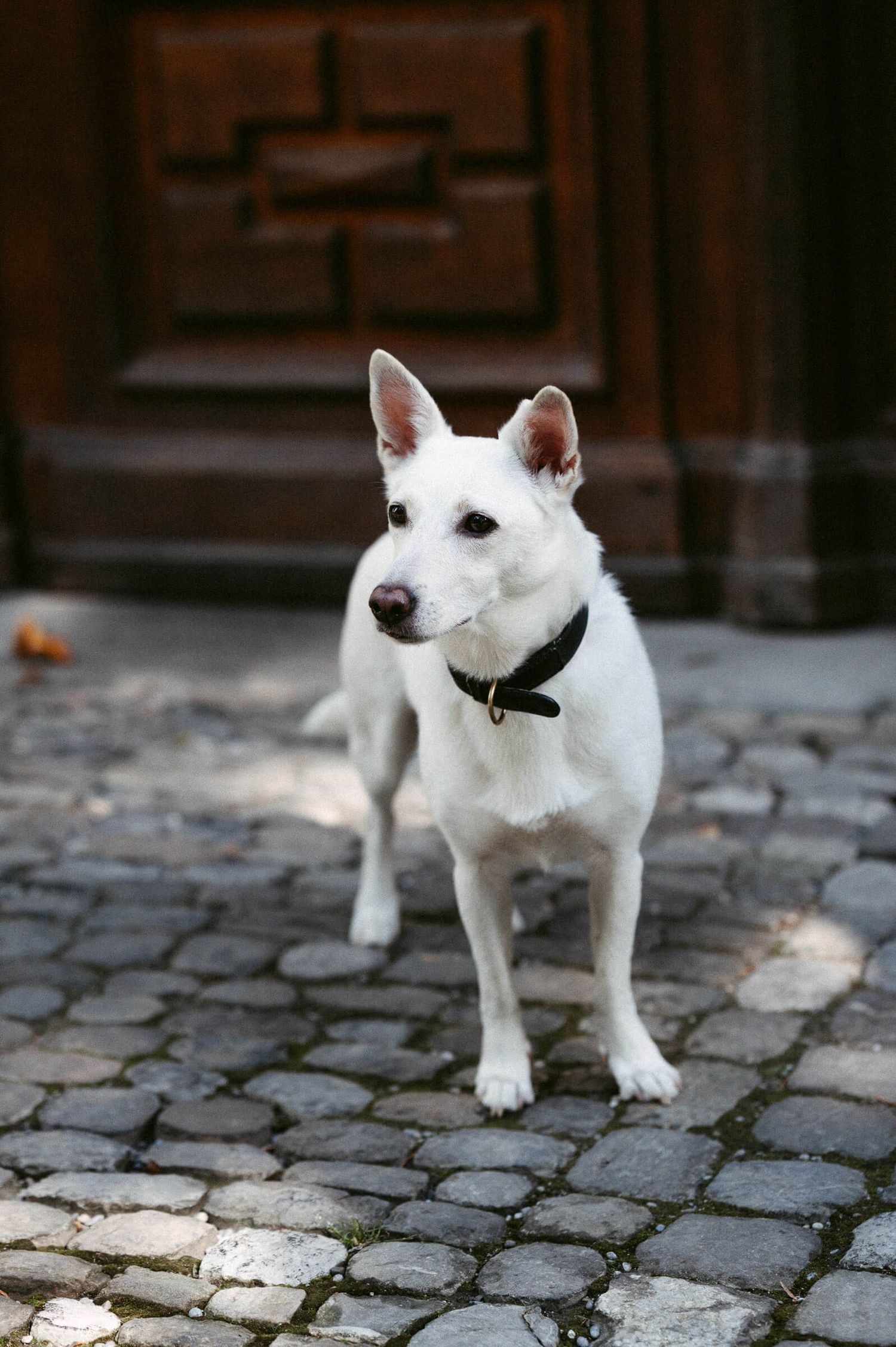 Hochzeitsfotografie Zürich Weisser Hund an Hochzeit
