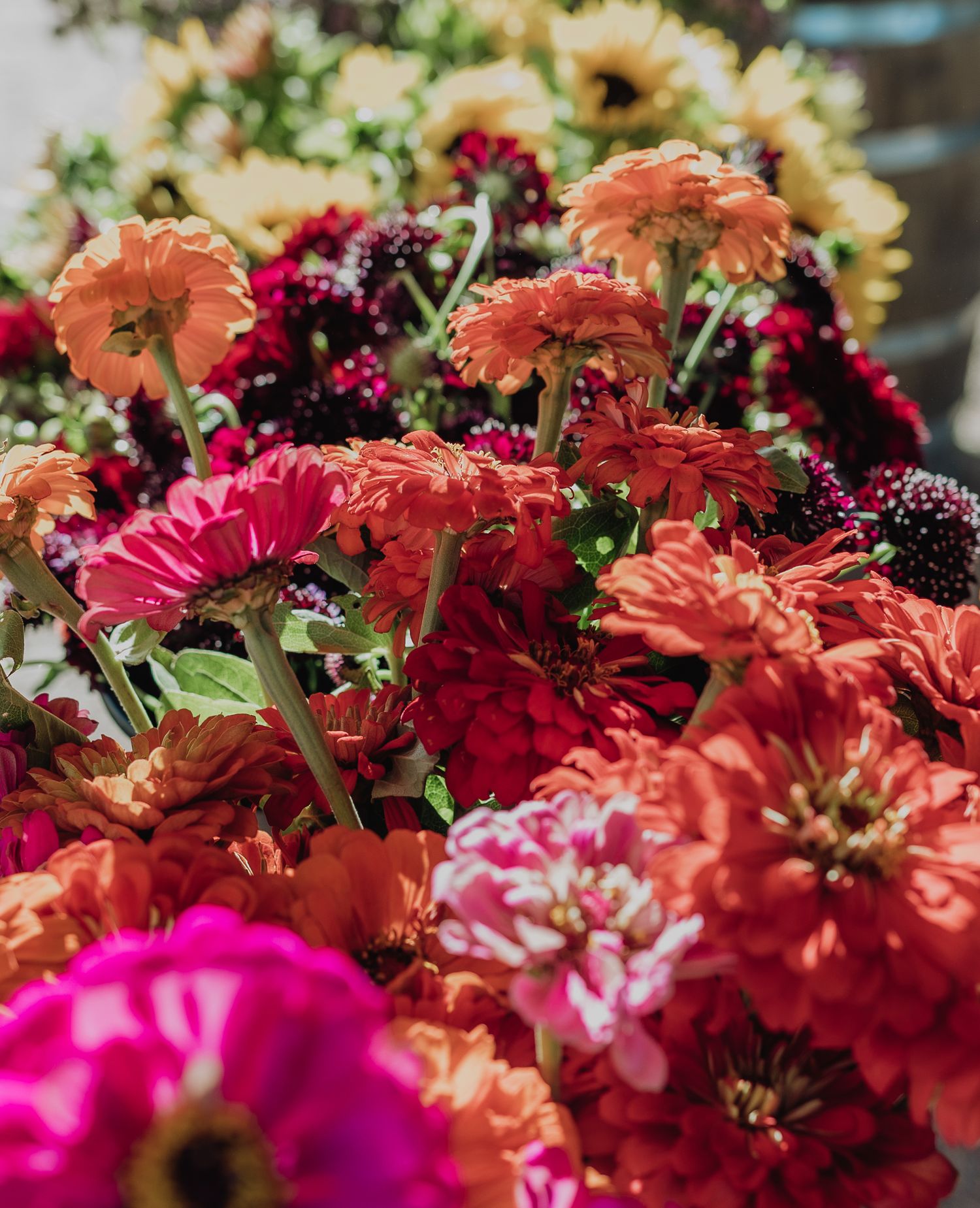 Vibrant bouquet of orange, red, pink, and magenta gerbera daisies and zinnias with sunflowers in soft bokeh background.