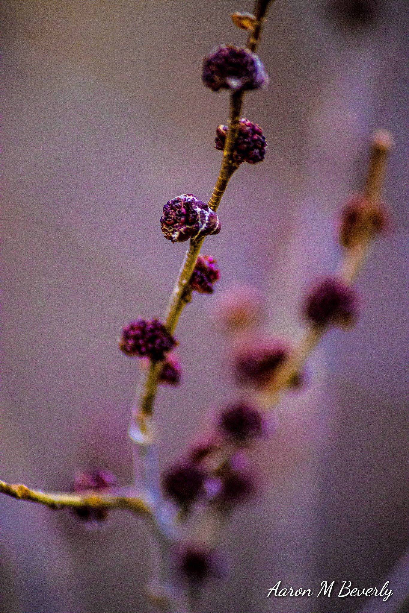 Close-up macro shot of purple flower buds on branches with blurred background.