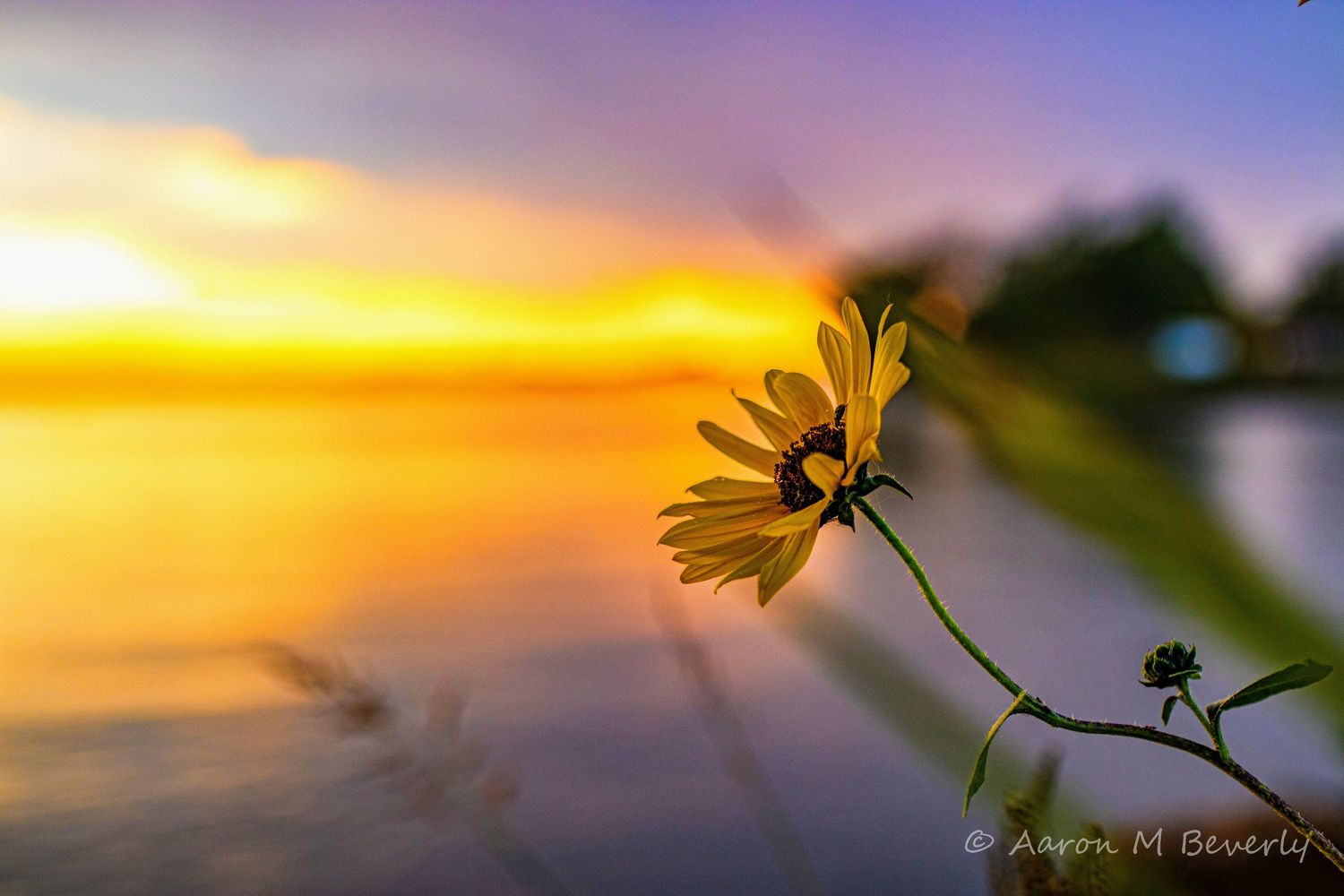 Yellow daisy silhouetted against a golden sunset over water.