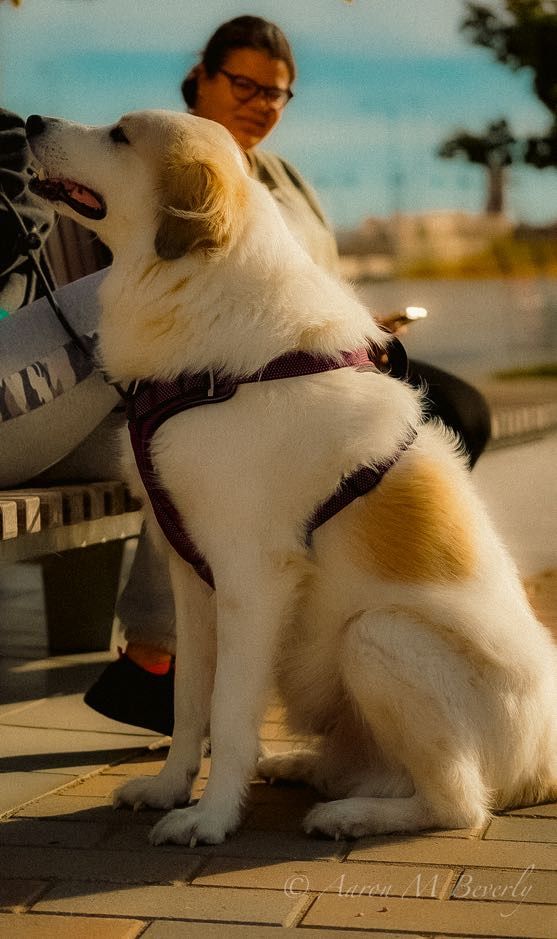 Close-up sequence of a white fluffy dog sitting on a paved surface in warm sunlight.