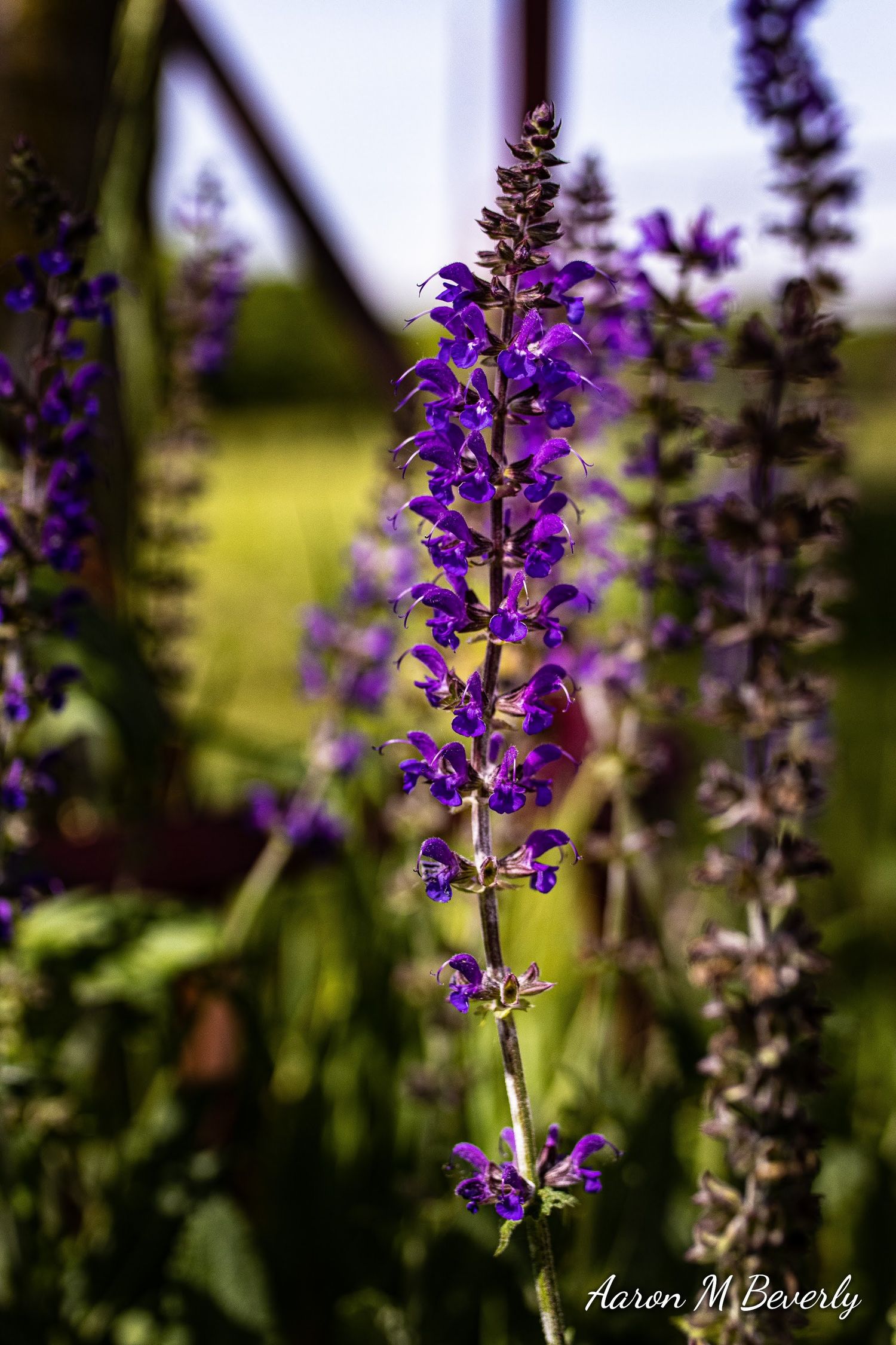 Purple salvia flowers blooming in garden with soft focus background.