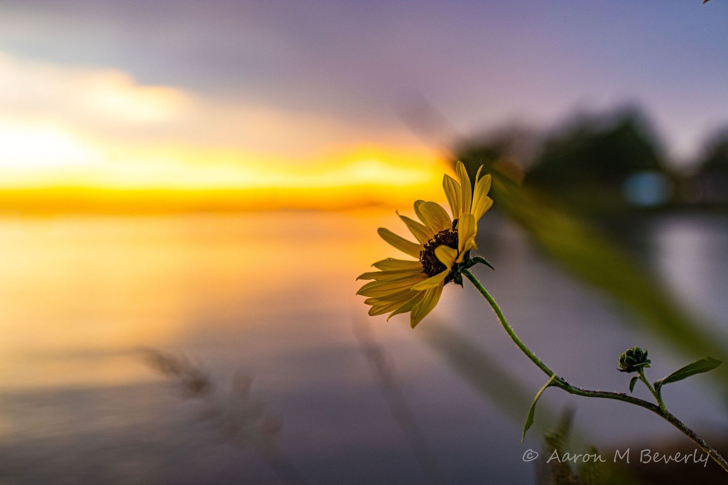 Silhouette of yellow daisies against a vibrant orange and purple sunset sky.