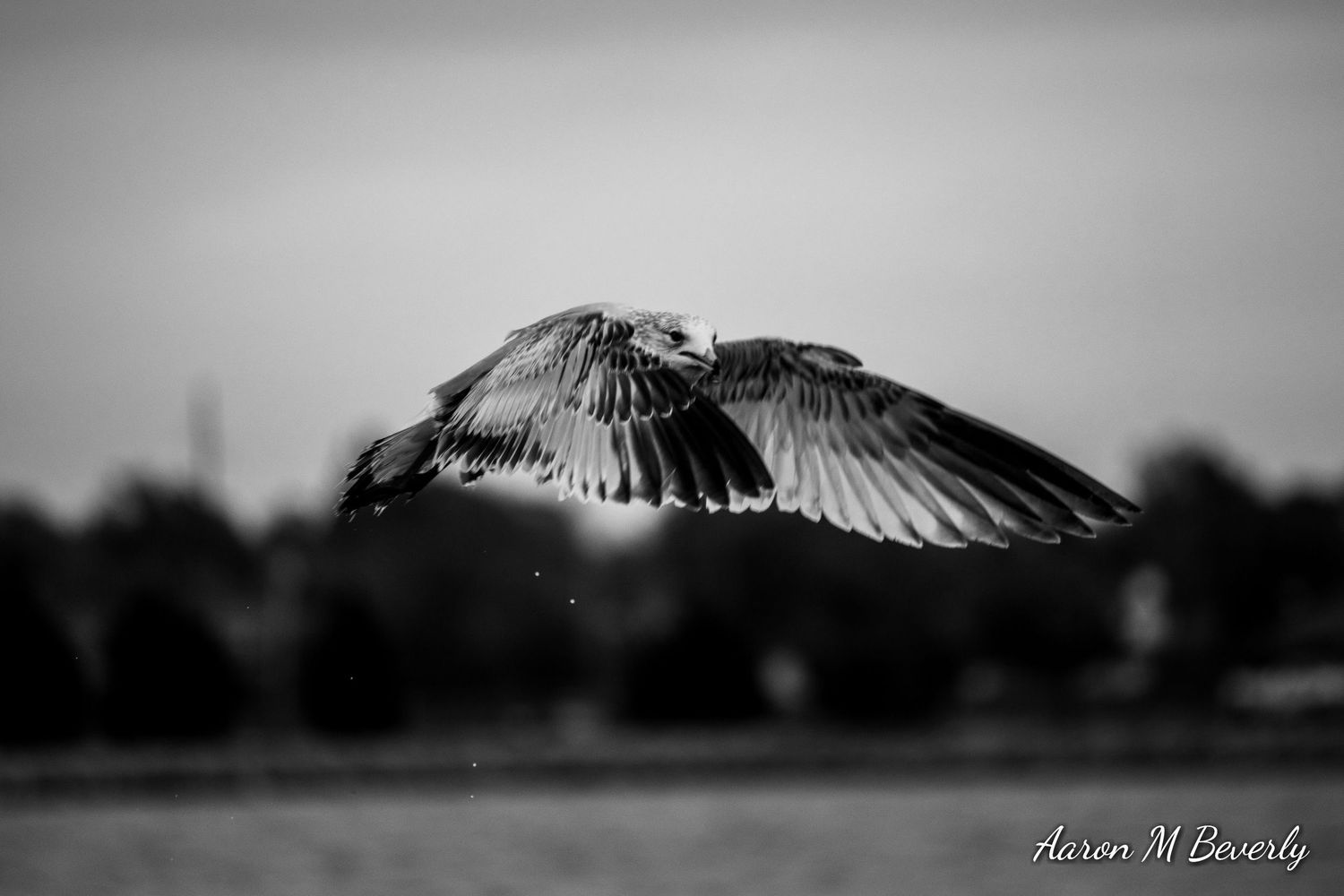 Black and white silhouette of bird in flight against blurred background.
