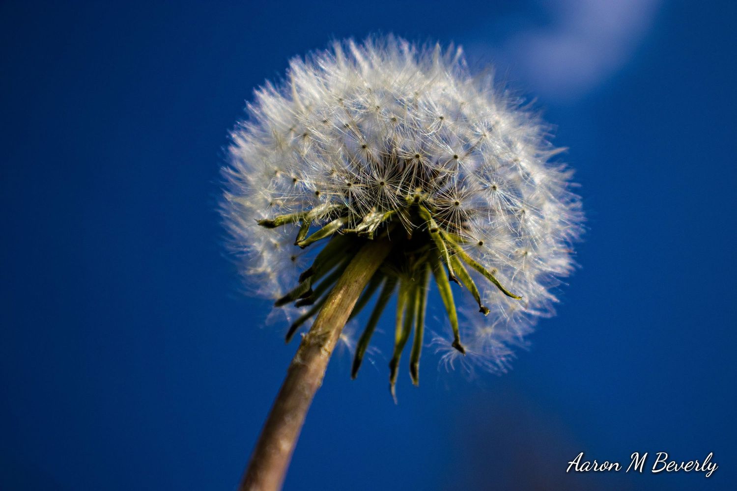 Close-up of a dandelion seed head against a deep blue sky background.