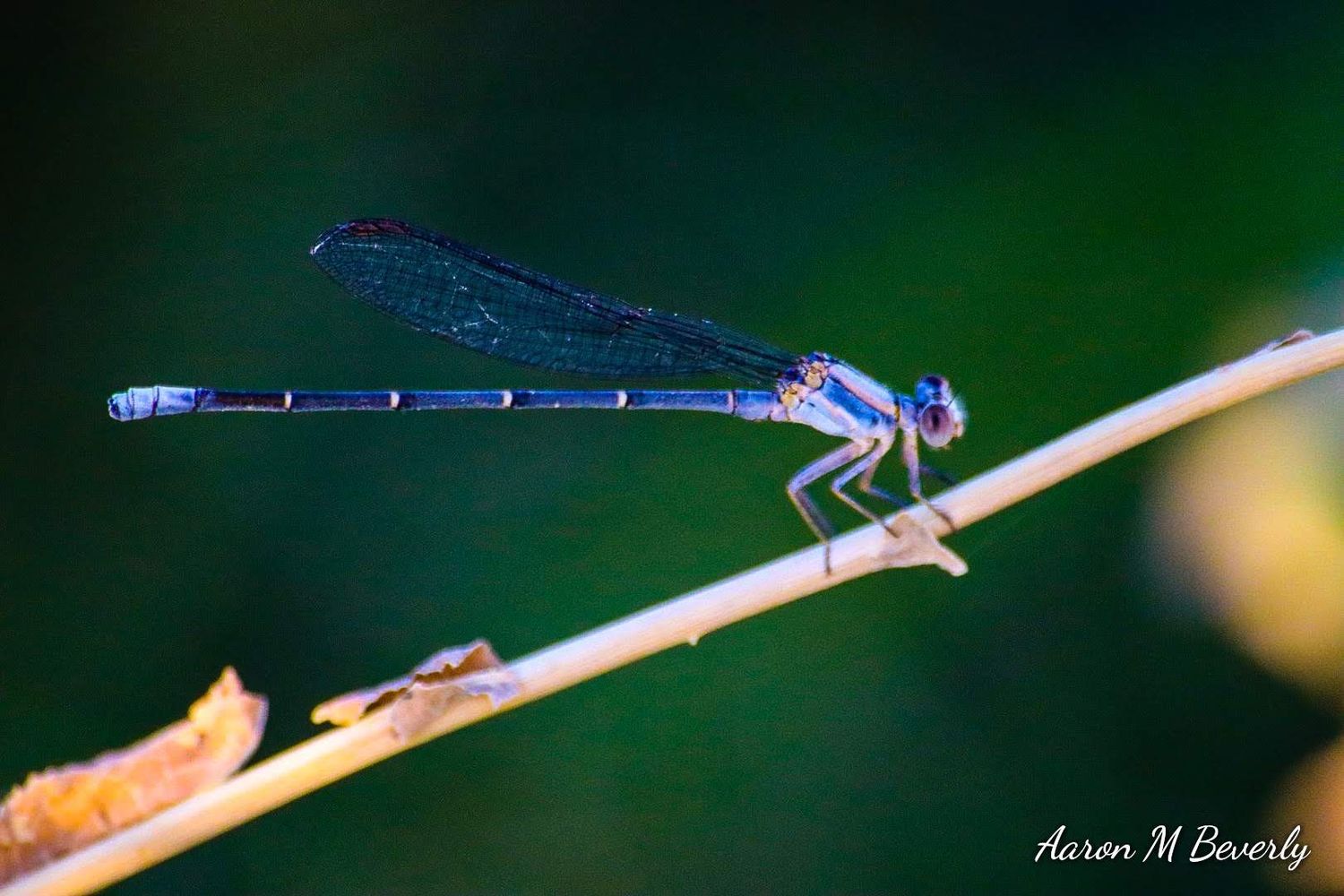 Delicate dragonfly perched on a thin stem against blurred green background.