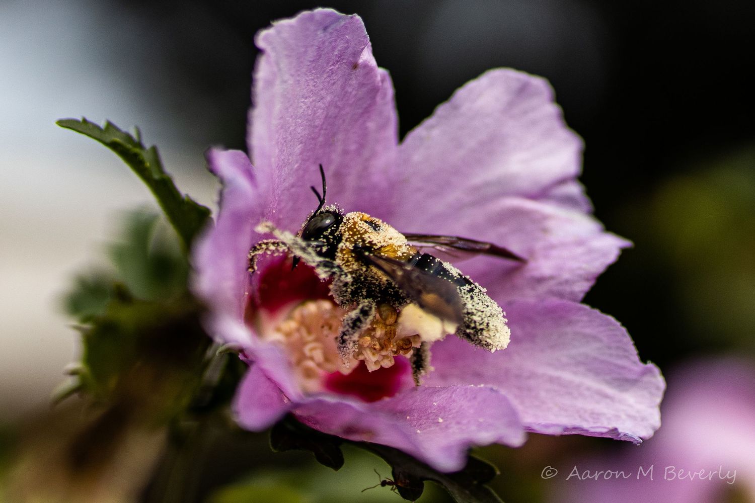 A pollen-covered bee collects nectar from a pink flower in macro detail.