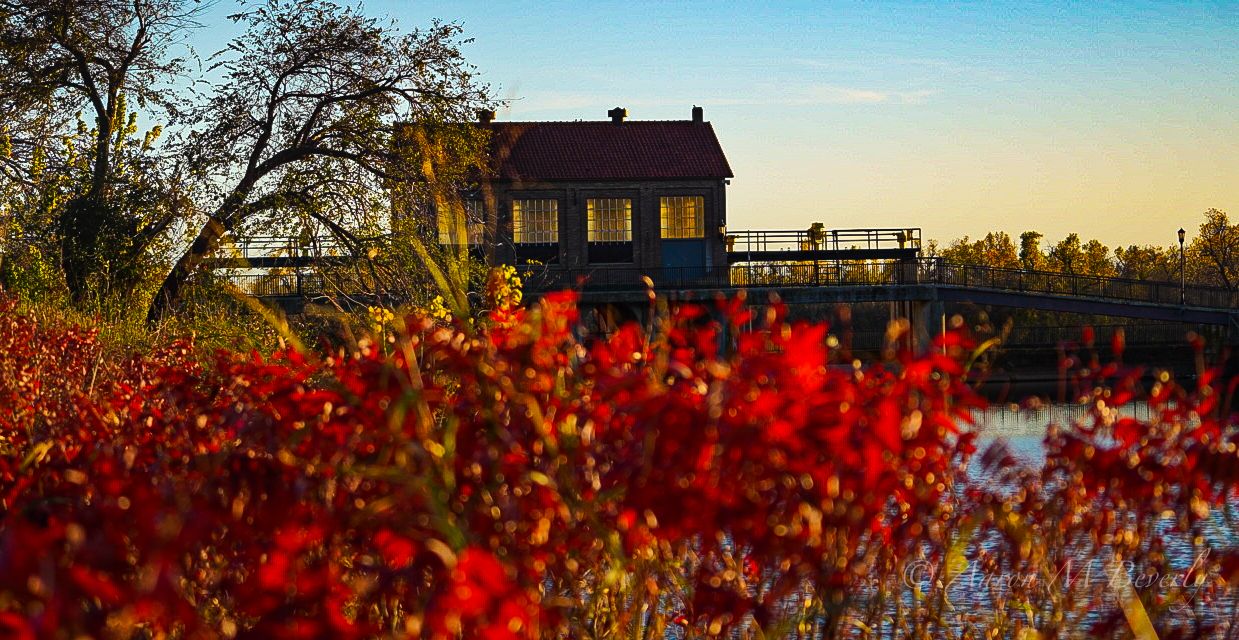 Vibrant red autumn foliage against a sunset sky with trees and buildings silhouetted in the background.