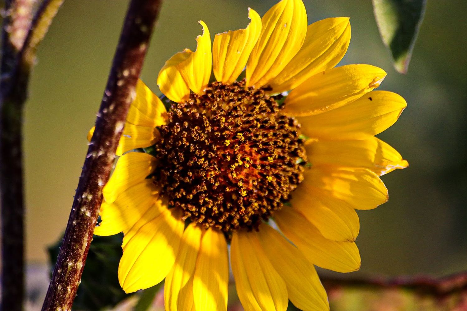 Vibrant yellow sunflower with rich brown center captured in sharp detail against blurred background.