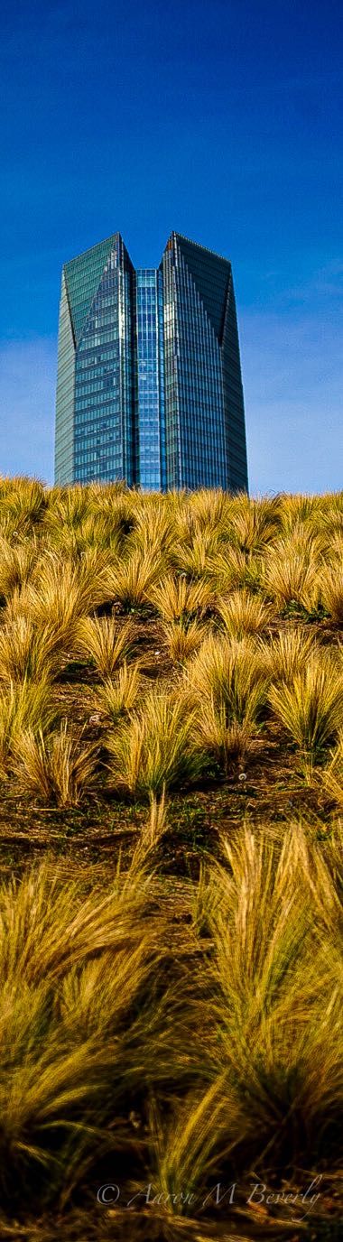 Modern glass office tower rises above golden ornamental grasses in urban landscape.