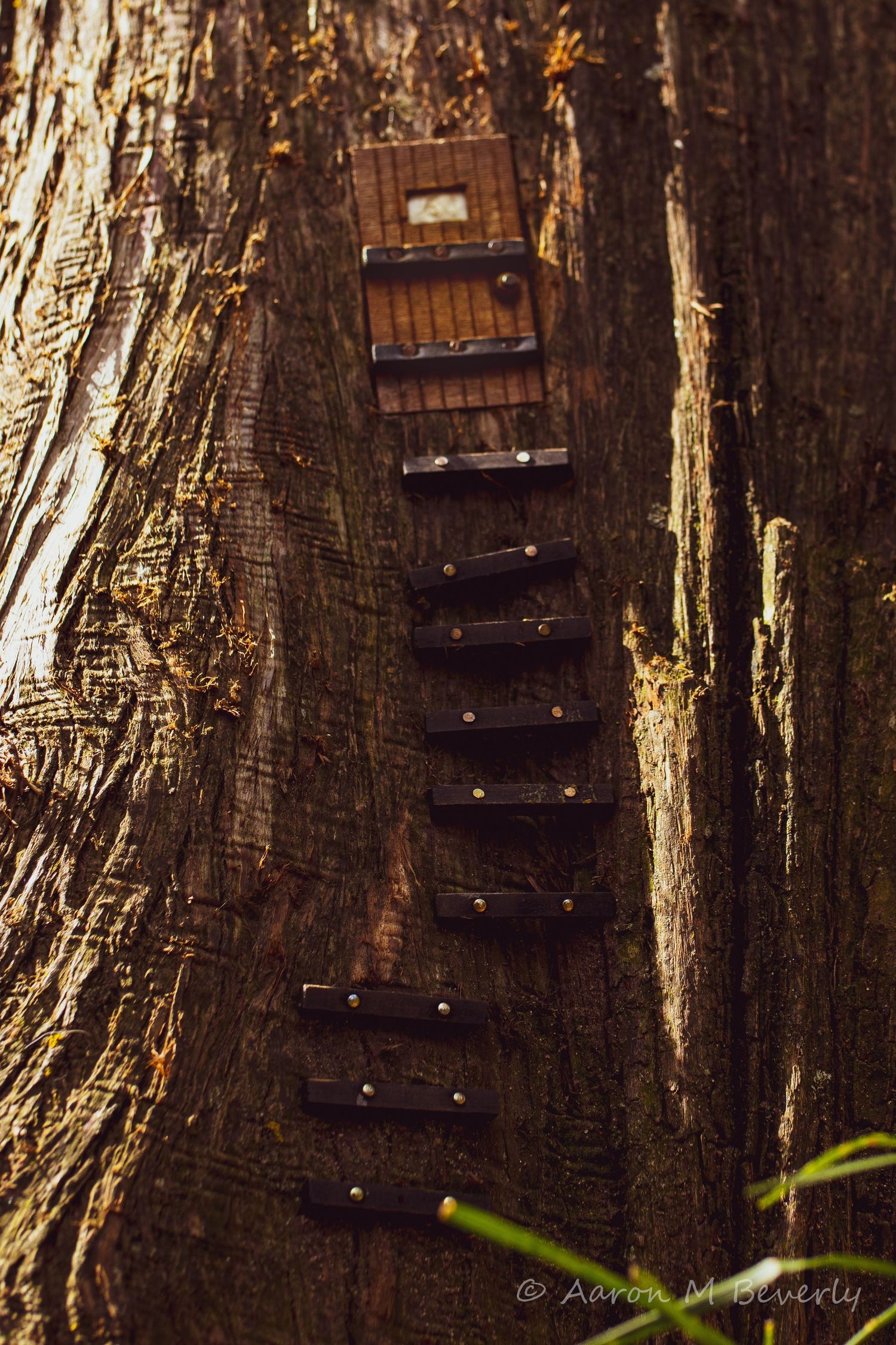 Progressive shots of wooden steps built into a tree trunk creating a miniature staircase.