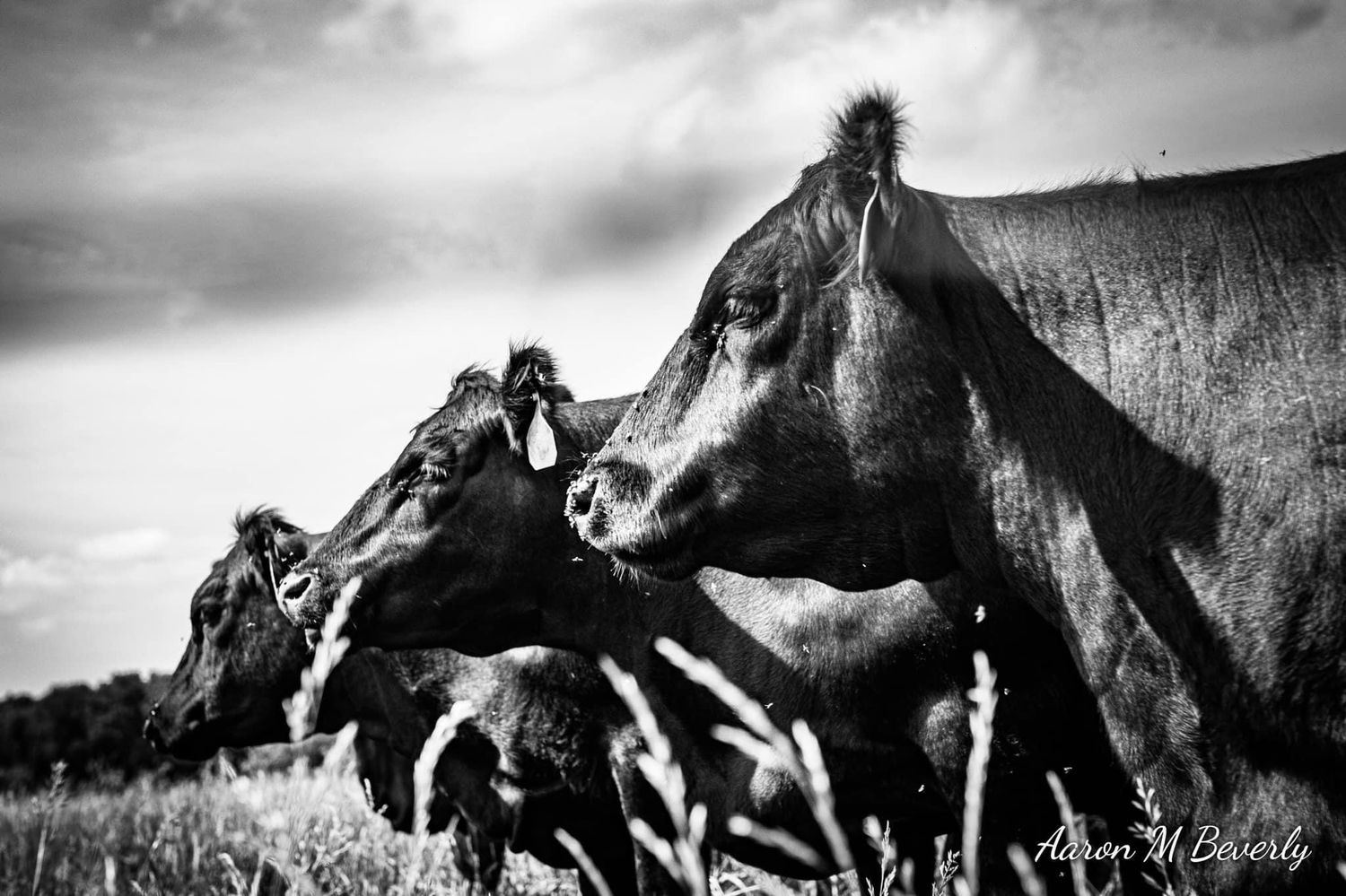 Black and white photography of cattle grazing in pastoral landscape.