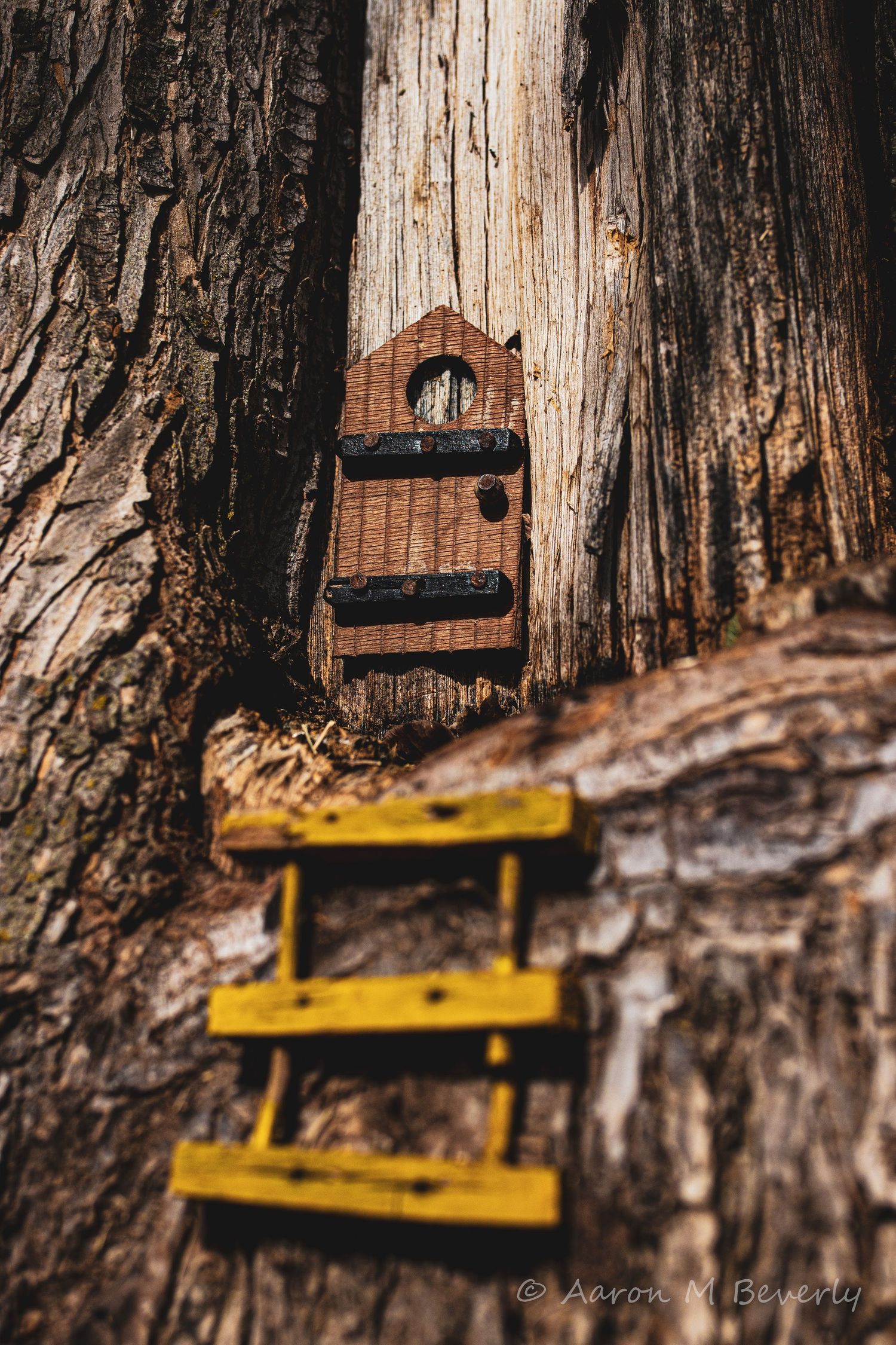 Yellow wooden shelf installations mounted on rough tree bark in sequence.