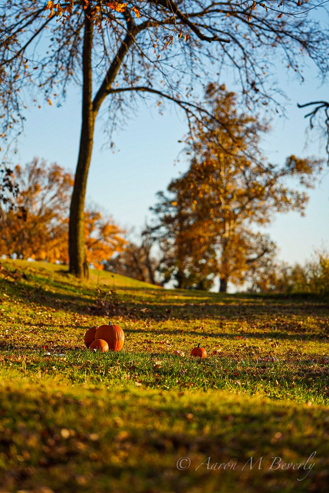 Fallen autumn leaves scattered on sunlit grass with tree silhouettes in the background.