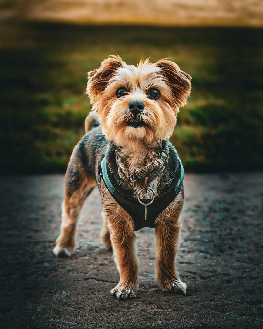 Small scruffy terrier dog wearing a teal harness walks on wet pavement.