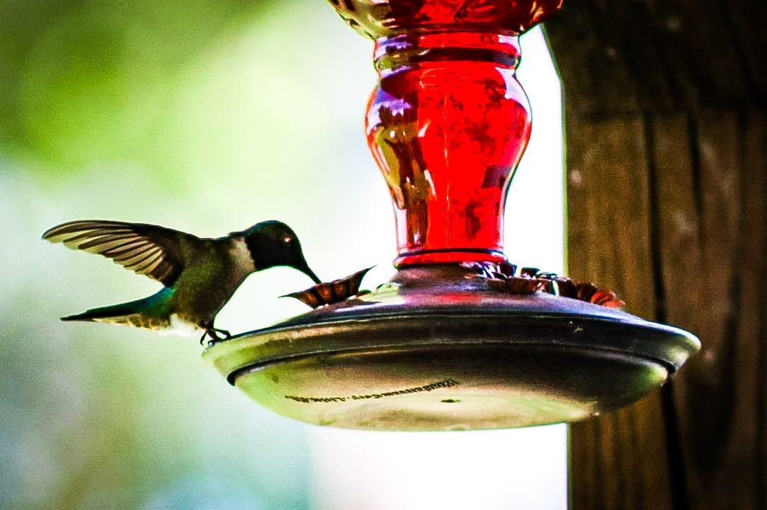 A hummingbird feeds from a red glass nectar feeder against a blurred green background.