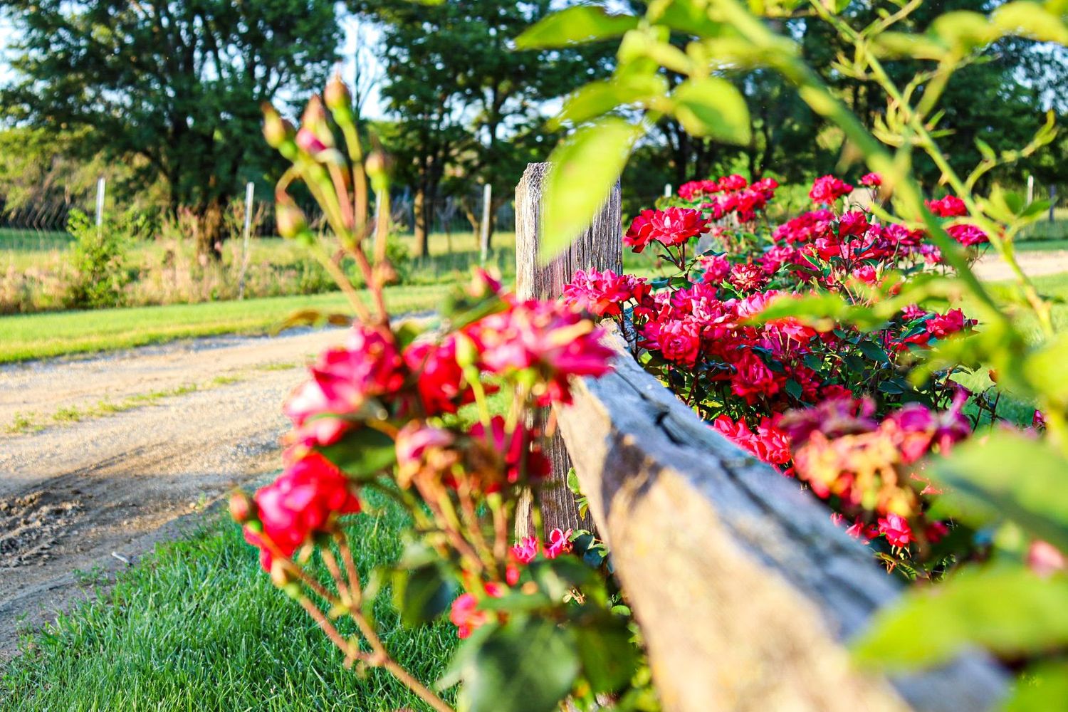 Garden path lined with vibrant red flowers and green foliage on a sunny day.