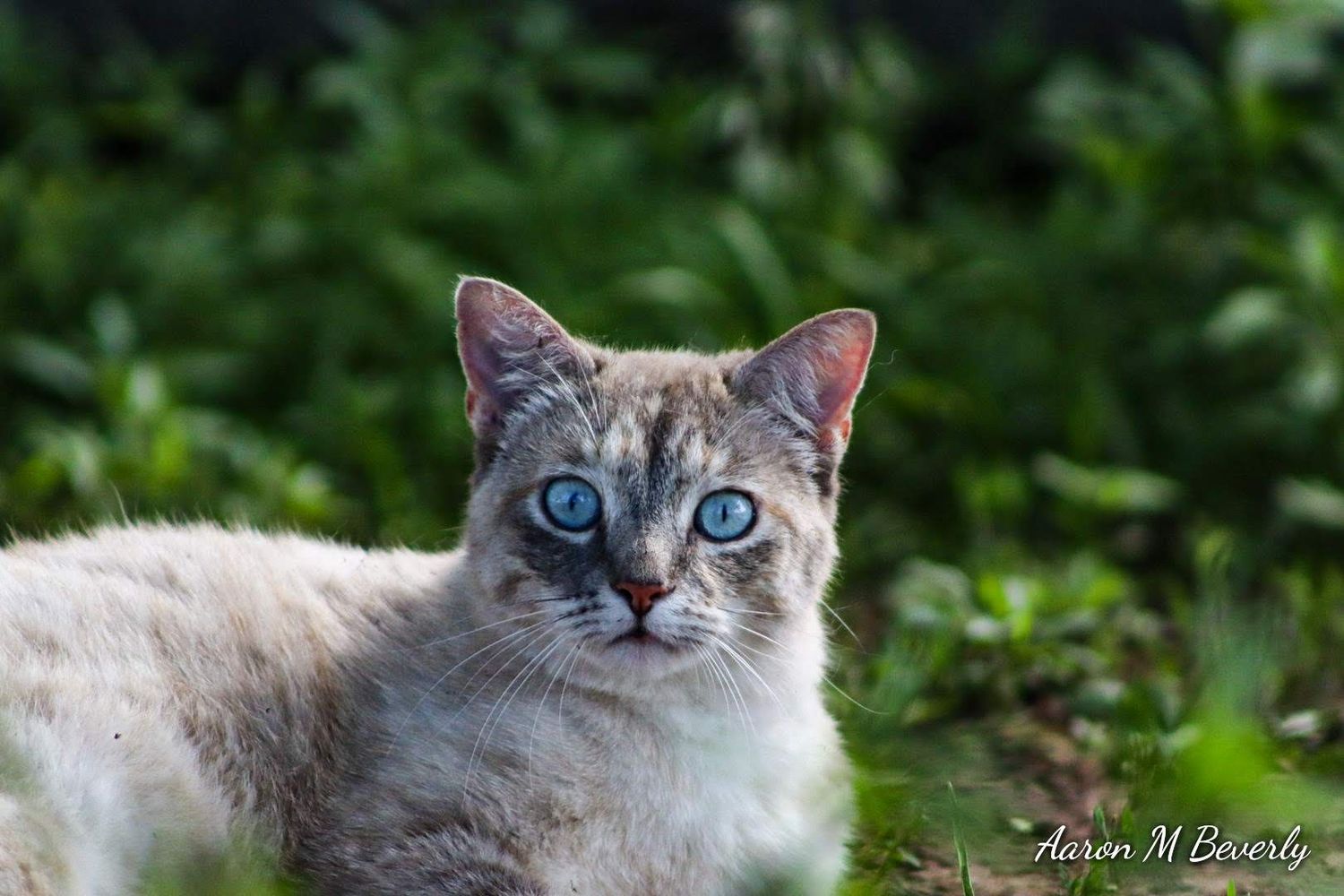 Close-up portrait of a blue-eyed Ragdoll cat with light colored fur.