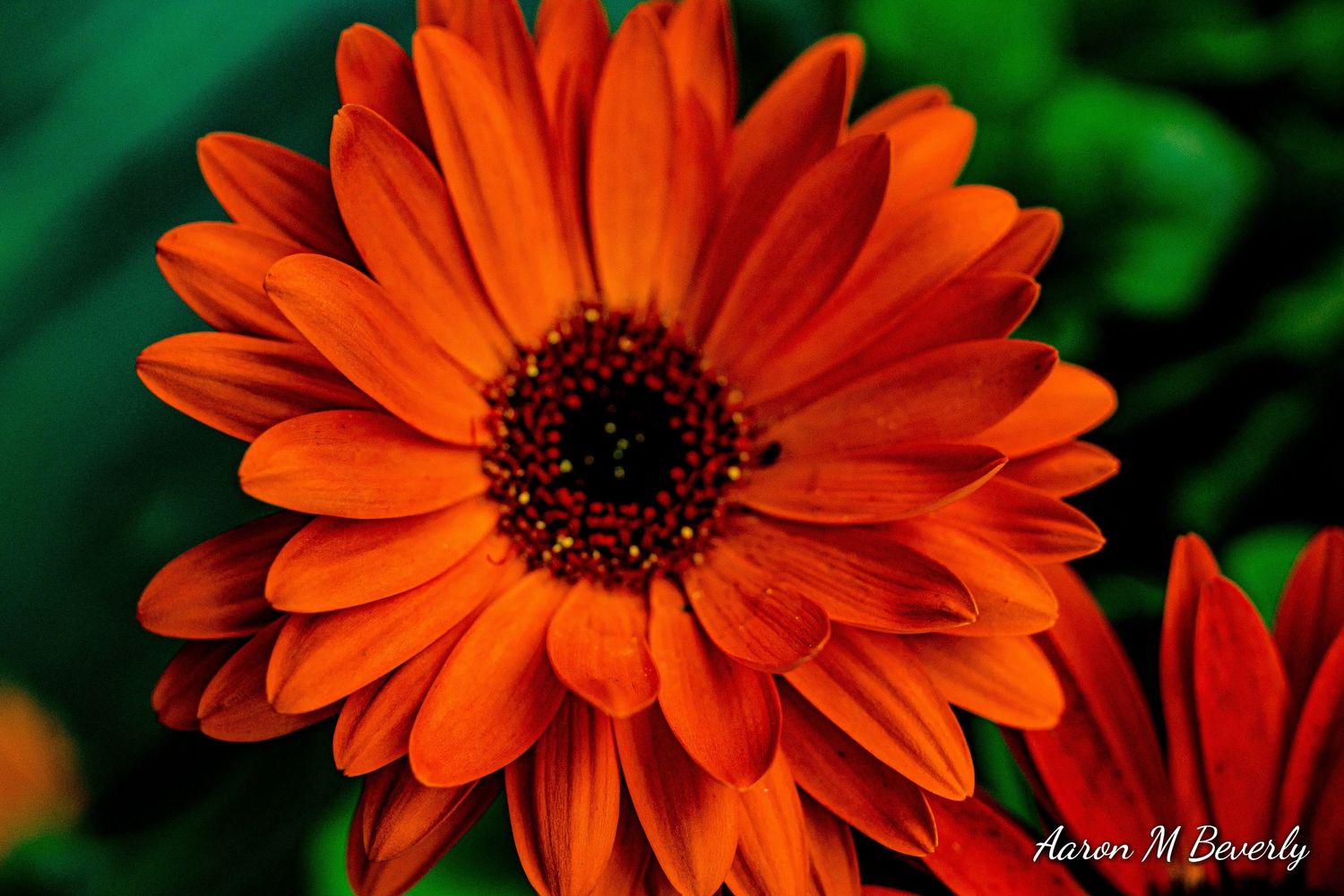 Close-up sequence of an orange gerbera daisy flower blooming against a green background.