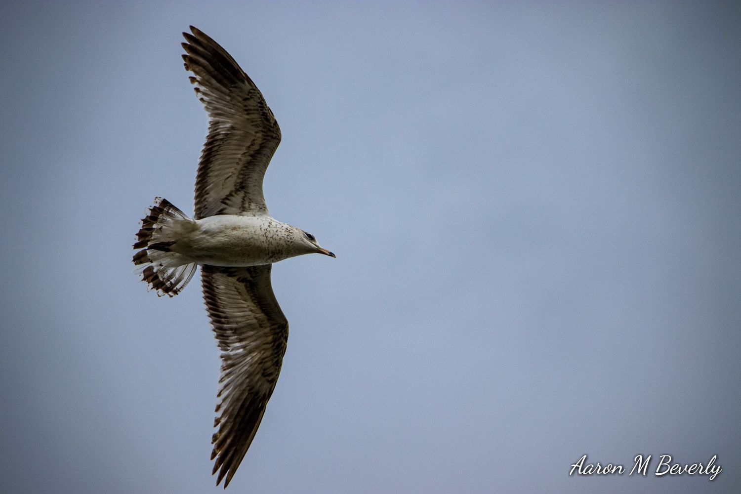 A seagull soars through cloudy skies with wings spread wide.