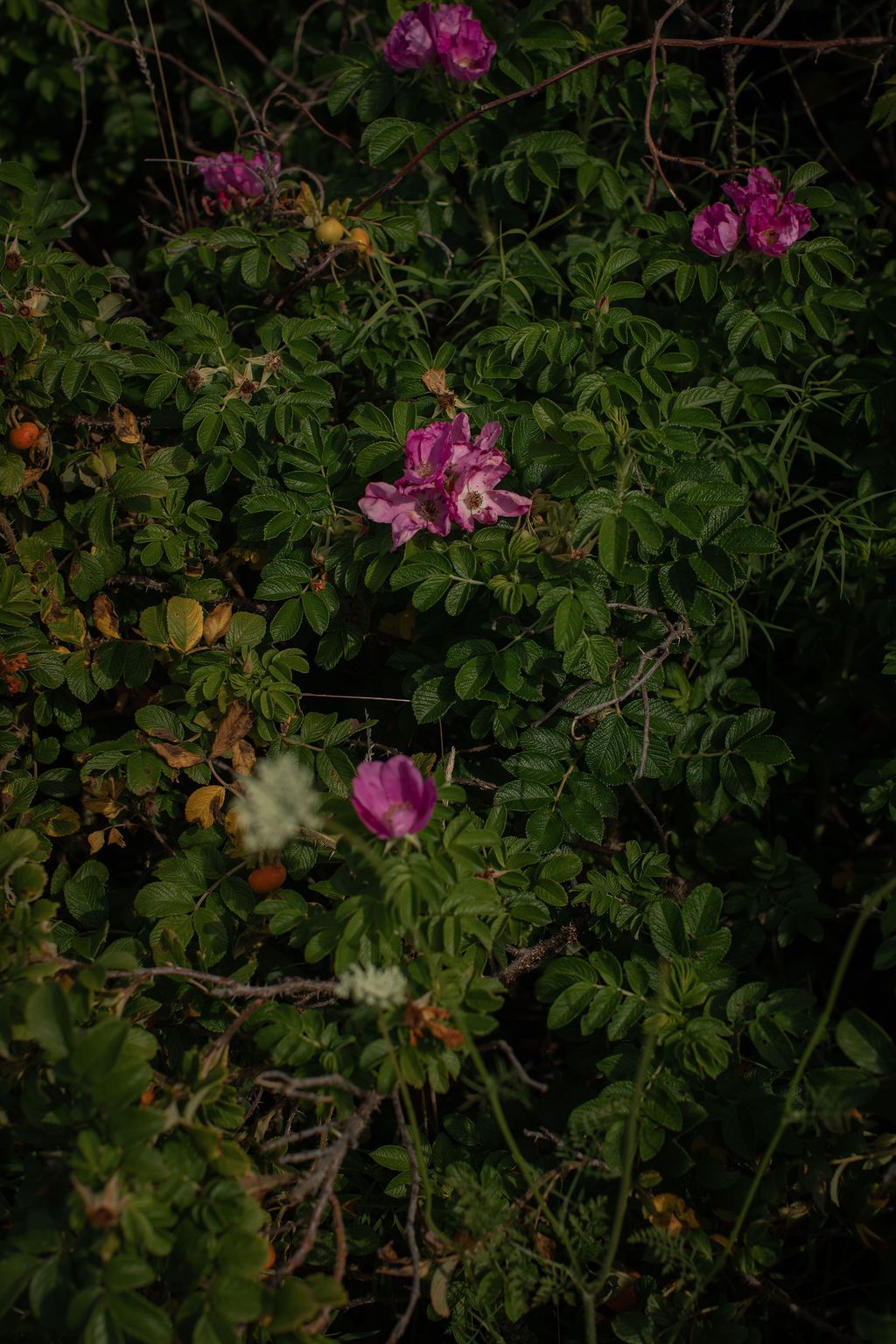 Pink beach rose flowers bloom against lush green foliage