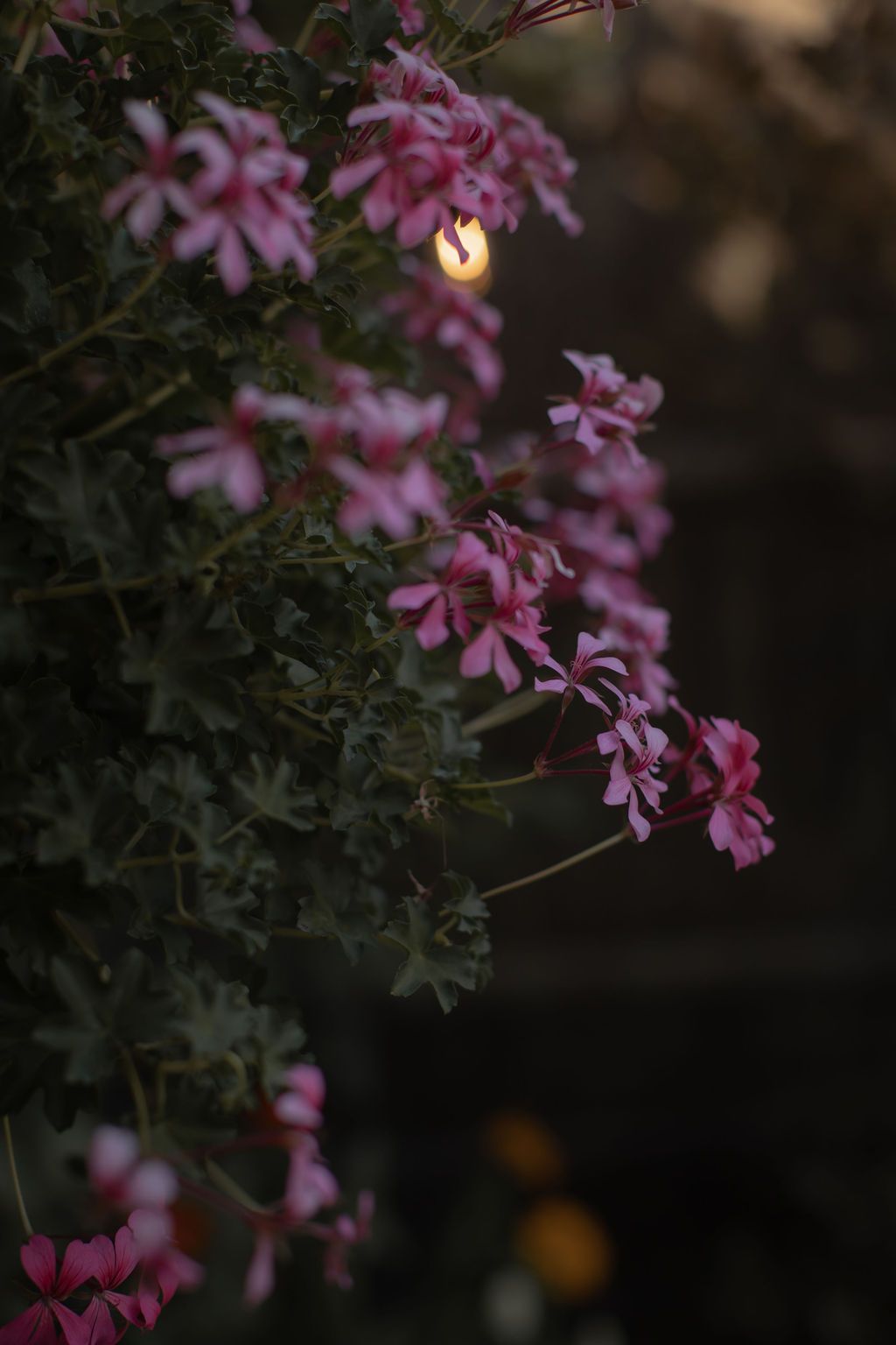 Pink flowers bloom against a dark background with a blurred full moon glowing softly in the evening sky.
