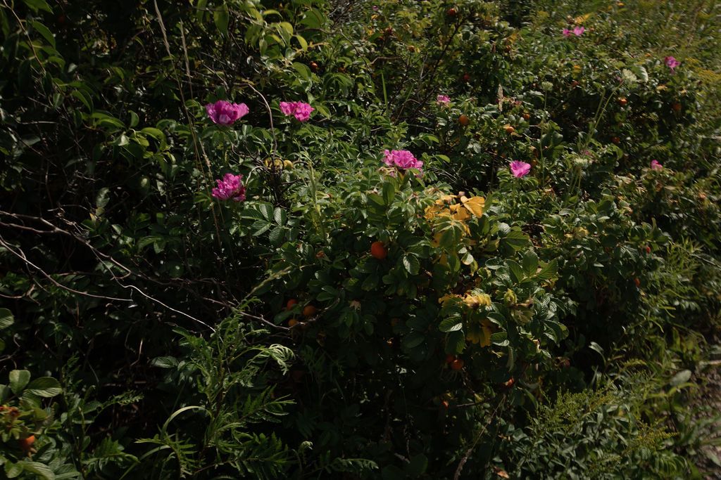 sea rose bush
