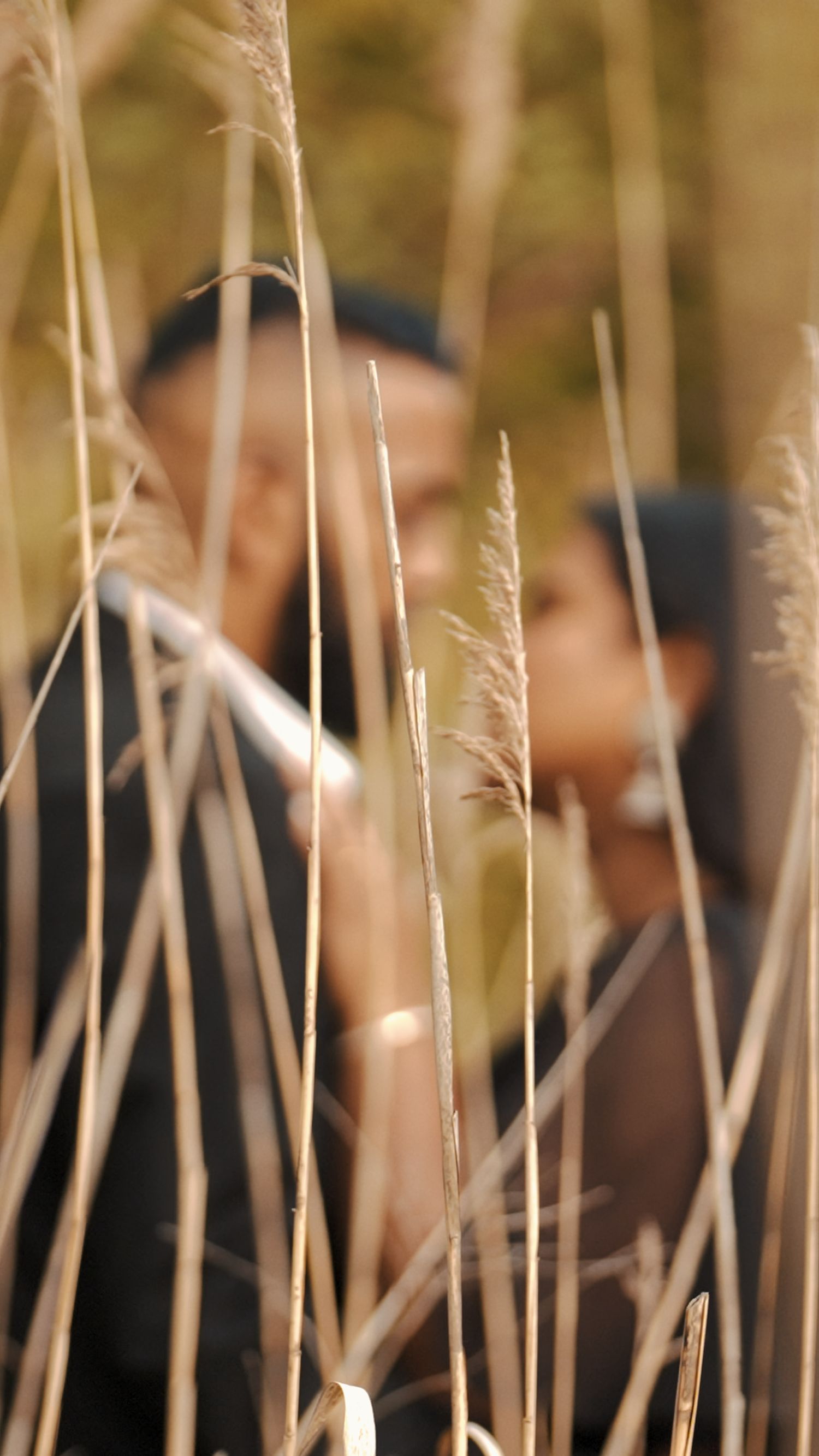 Artistic shot through tall grass stalks creating natural frame effect.