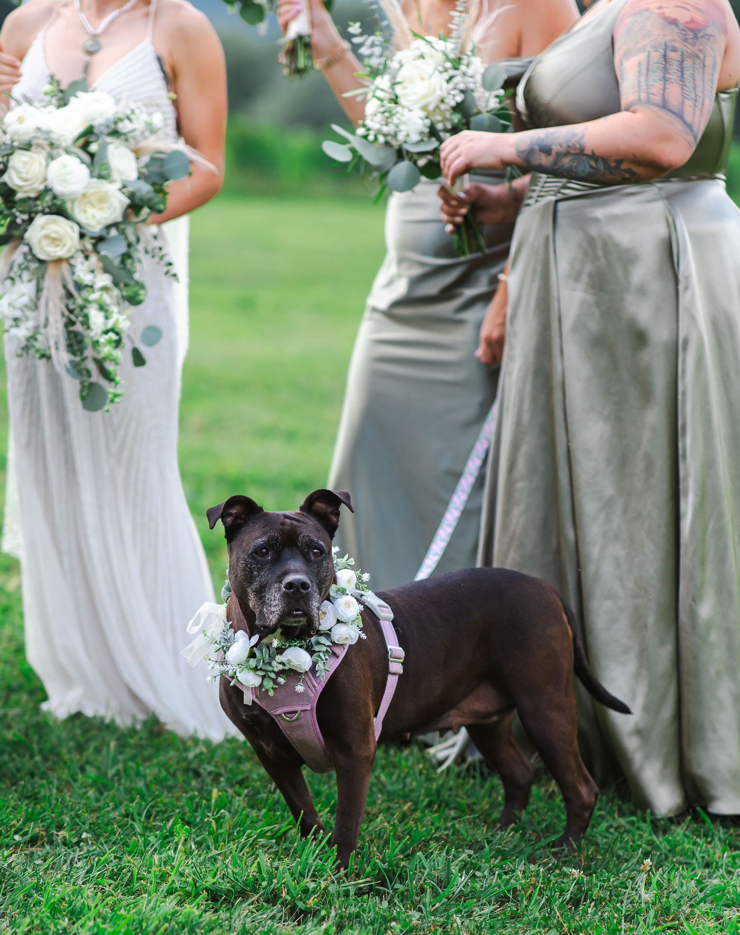 A dark brown dog wearing a floral collar stands with bridesmaids in sage green gowns holding white bouquets at a wedding.