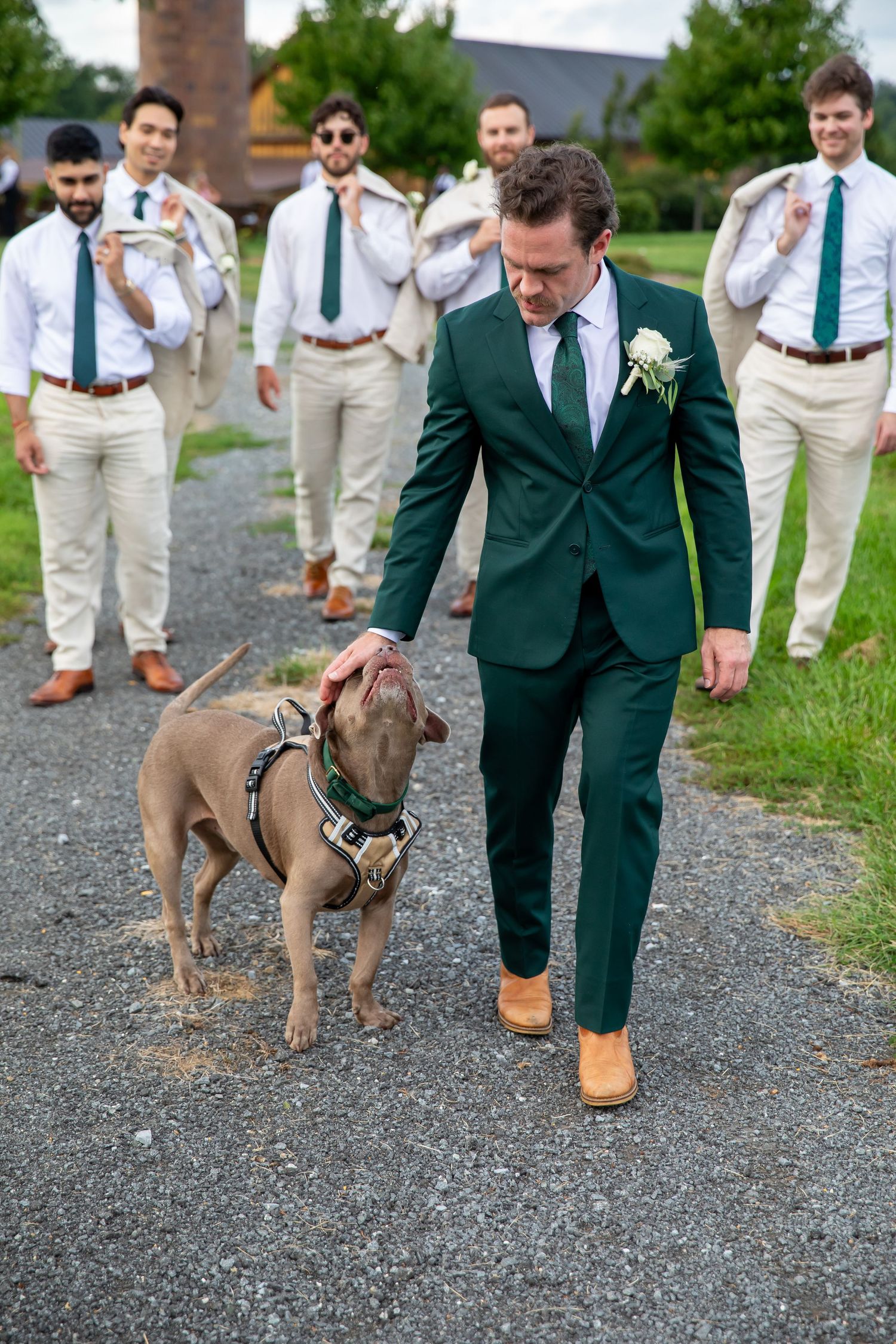 Groom in green suit walks dog at wedding with groomsmen in khaki and green ties on gravel path.