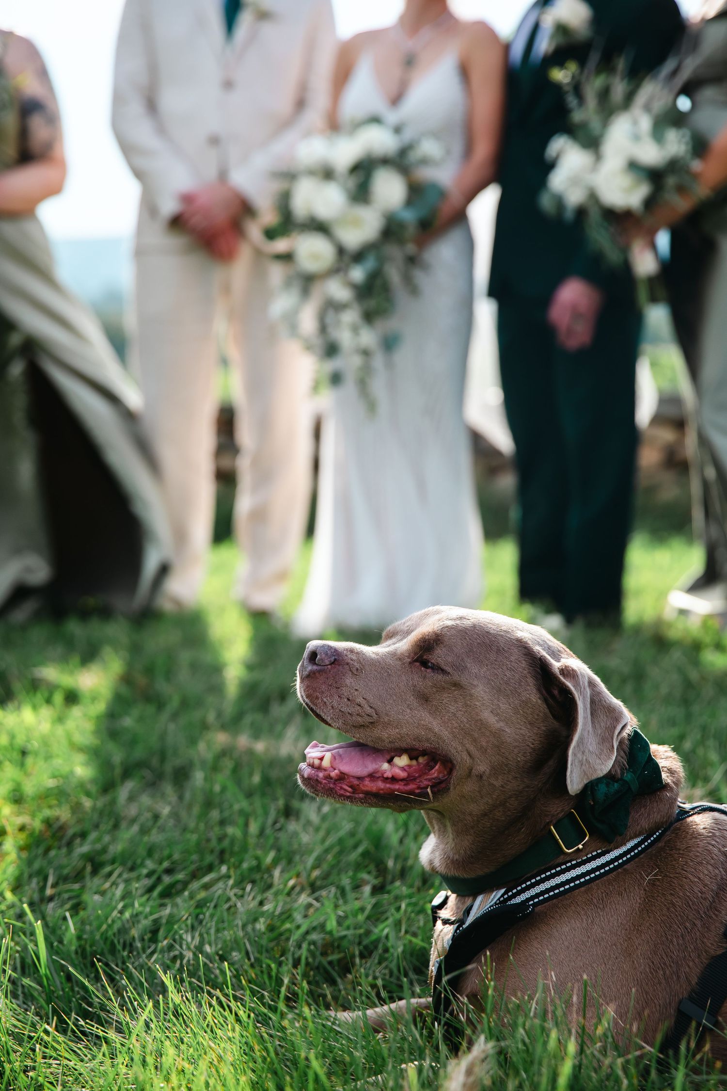 Brown dog with bow tie rests on grass during outdoor wedding ceremony with bride and groom in background.
