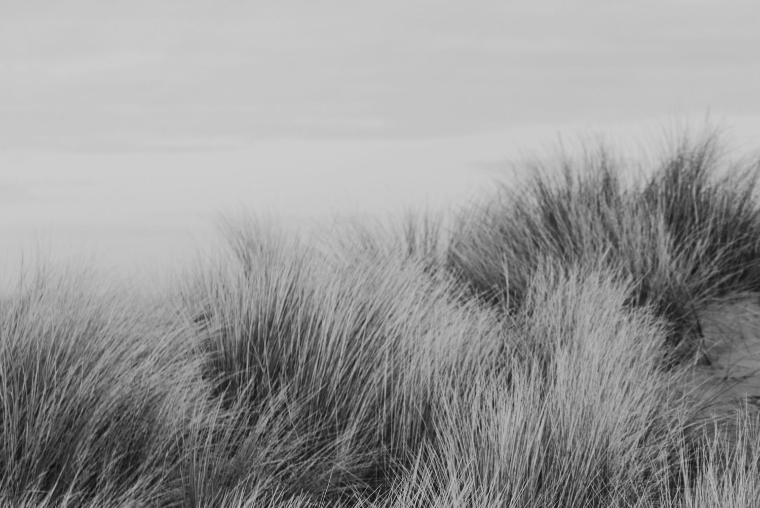 Black and white landscape of windswept grass dunes under a cloudy sky.
