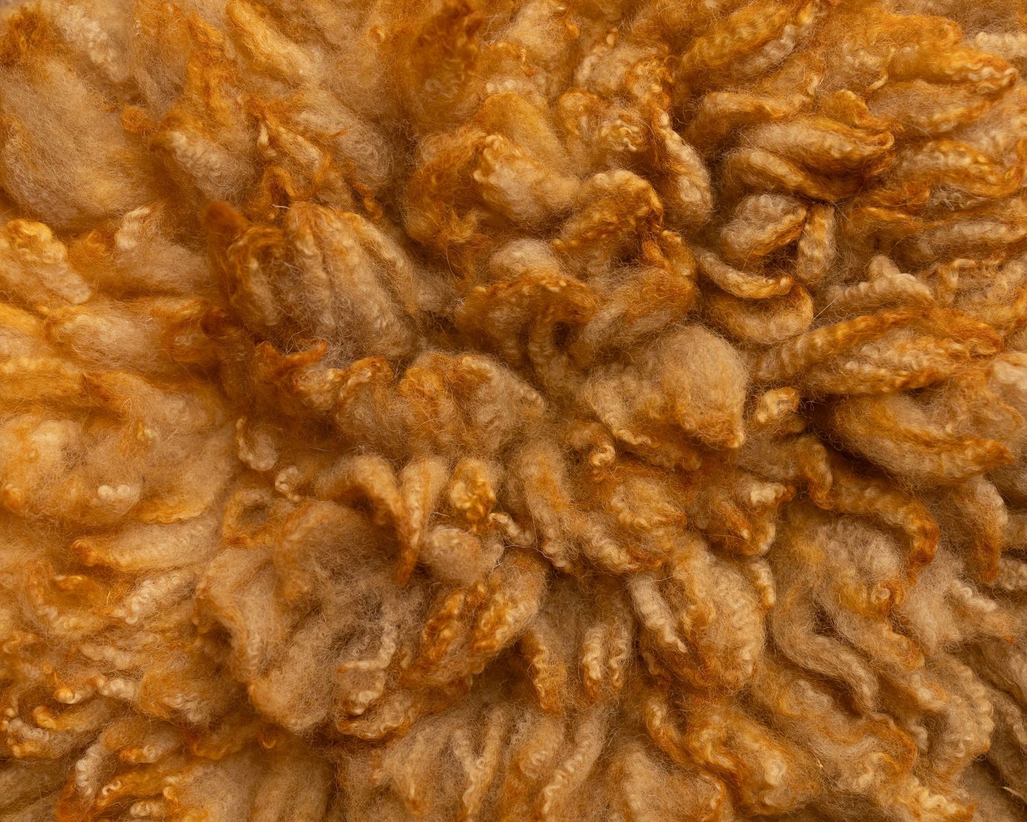 Close-up of curly golden-brown wool fleece texture with natural warm amber tones.