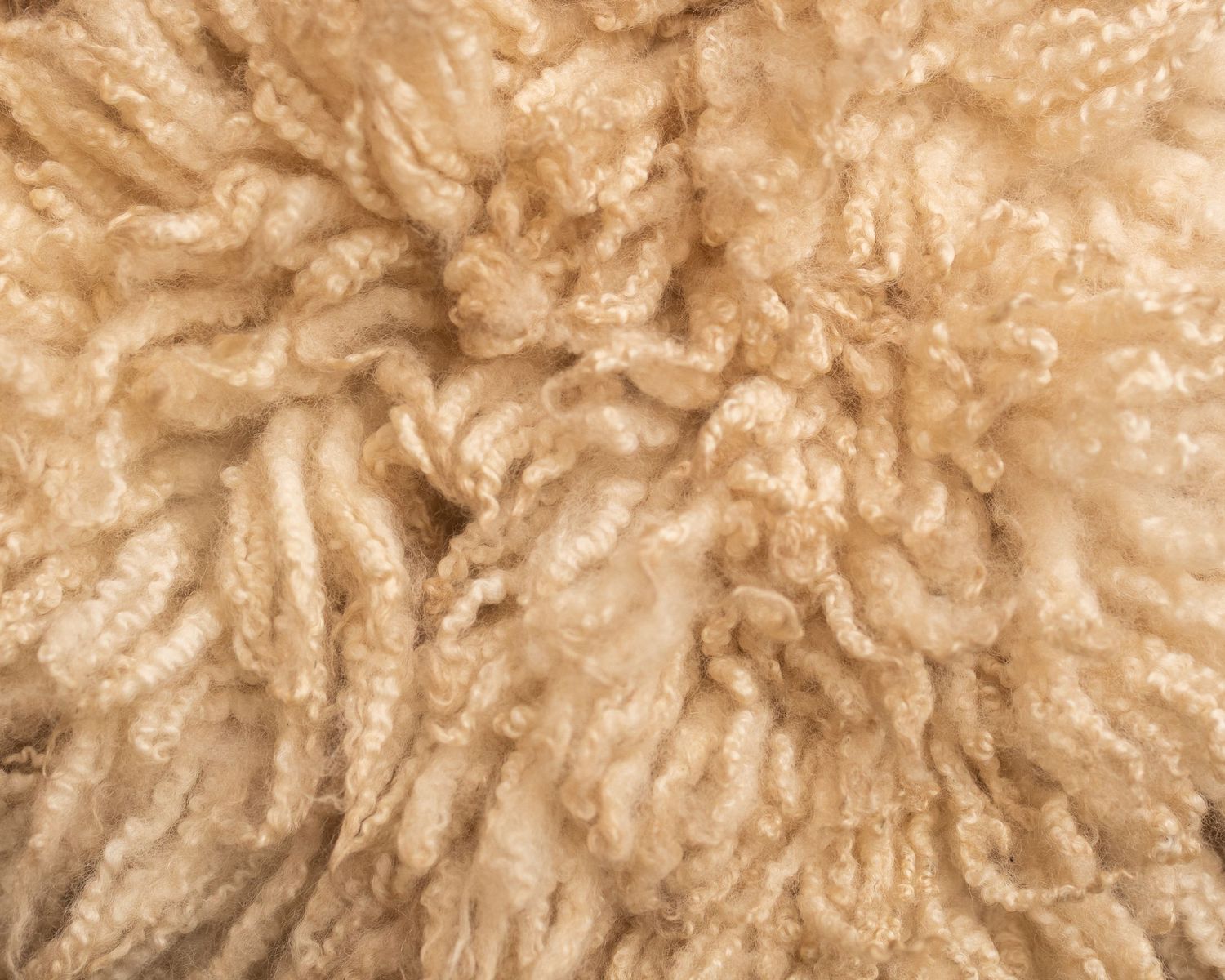 Close-up texture of soft, curly natural wool fleece in warm beige tones.