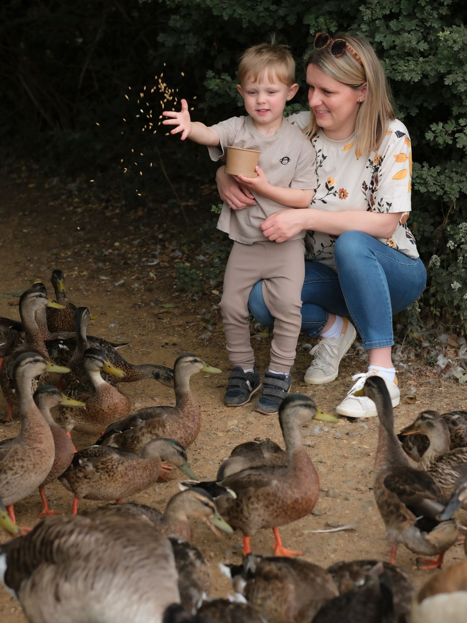 A young boy tosses feed to a flock of ducks while sitting on his mothers lap outdoors.